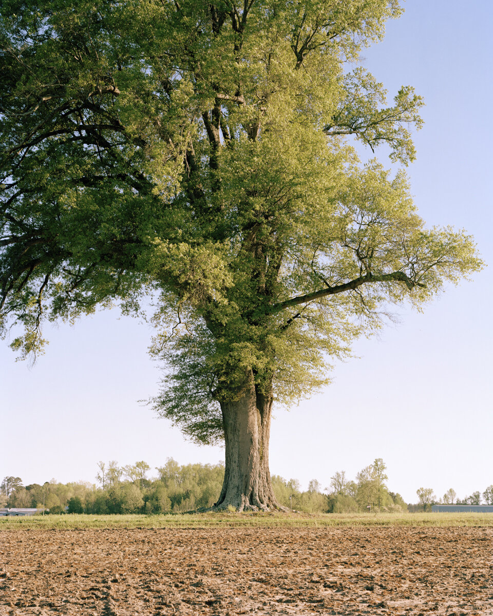 5623_Quercus_hemisphaerica_darlington_oak_full_side_1.jpg