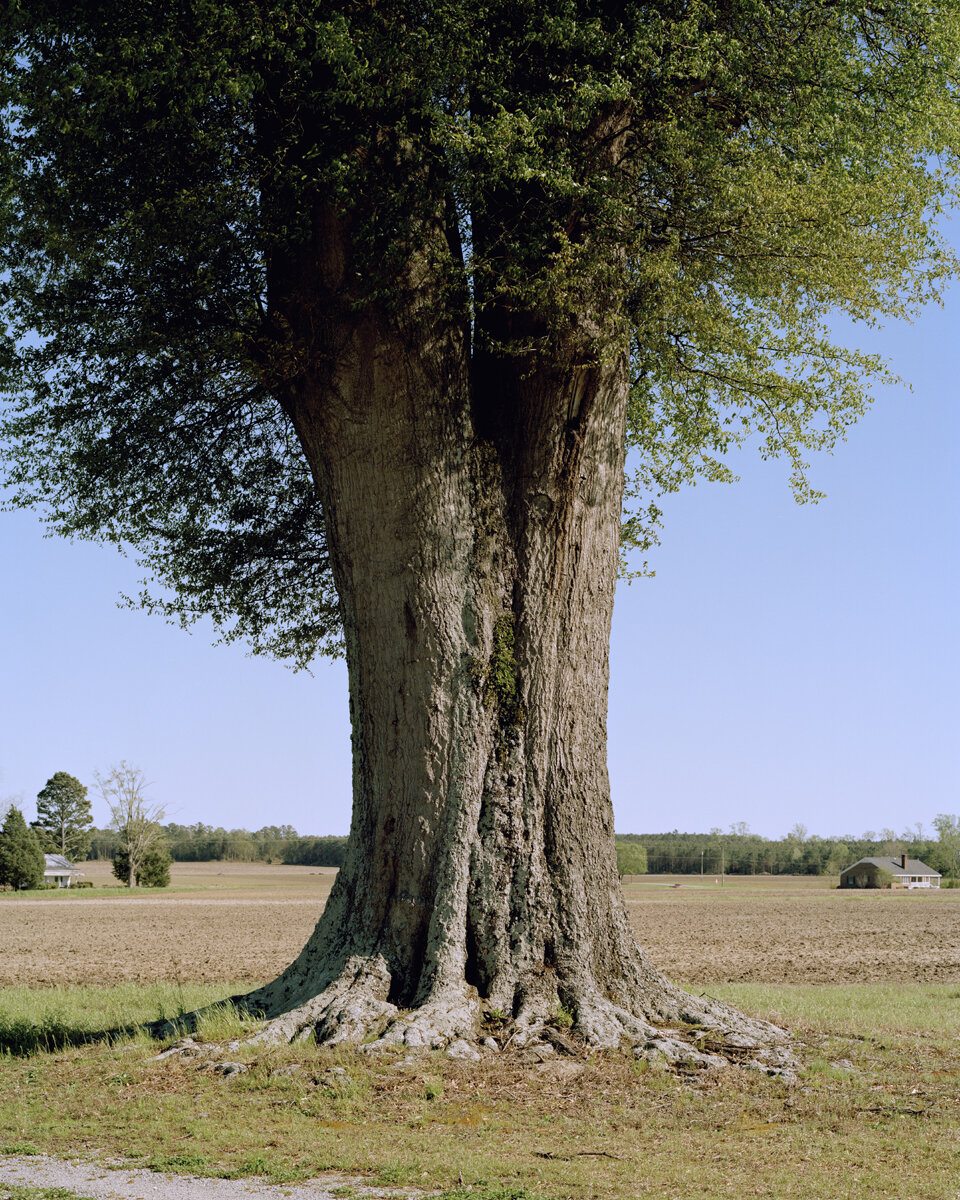 5623_Quercus_hemisphaerica_darlington_oak_trunk_2.jpg