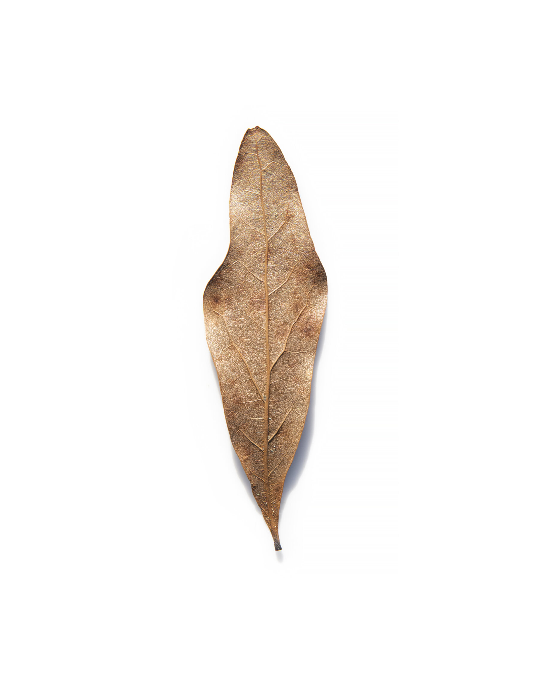 5623_Quercus_hemisphaerica_darlington_oak_leaf_2.jpg