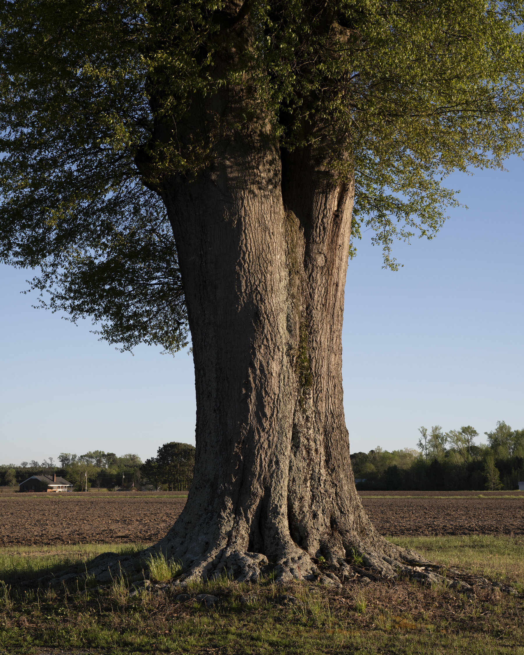 5623_Quercus_hemisphaerica_darlington_oak_trunk.jpg