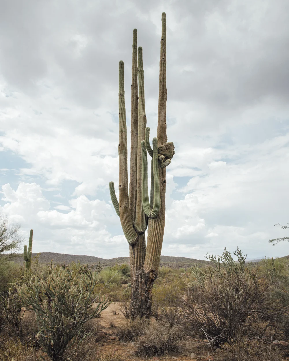 Saguaro Cactus  Gathering Growth