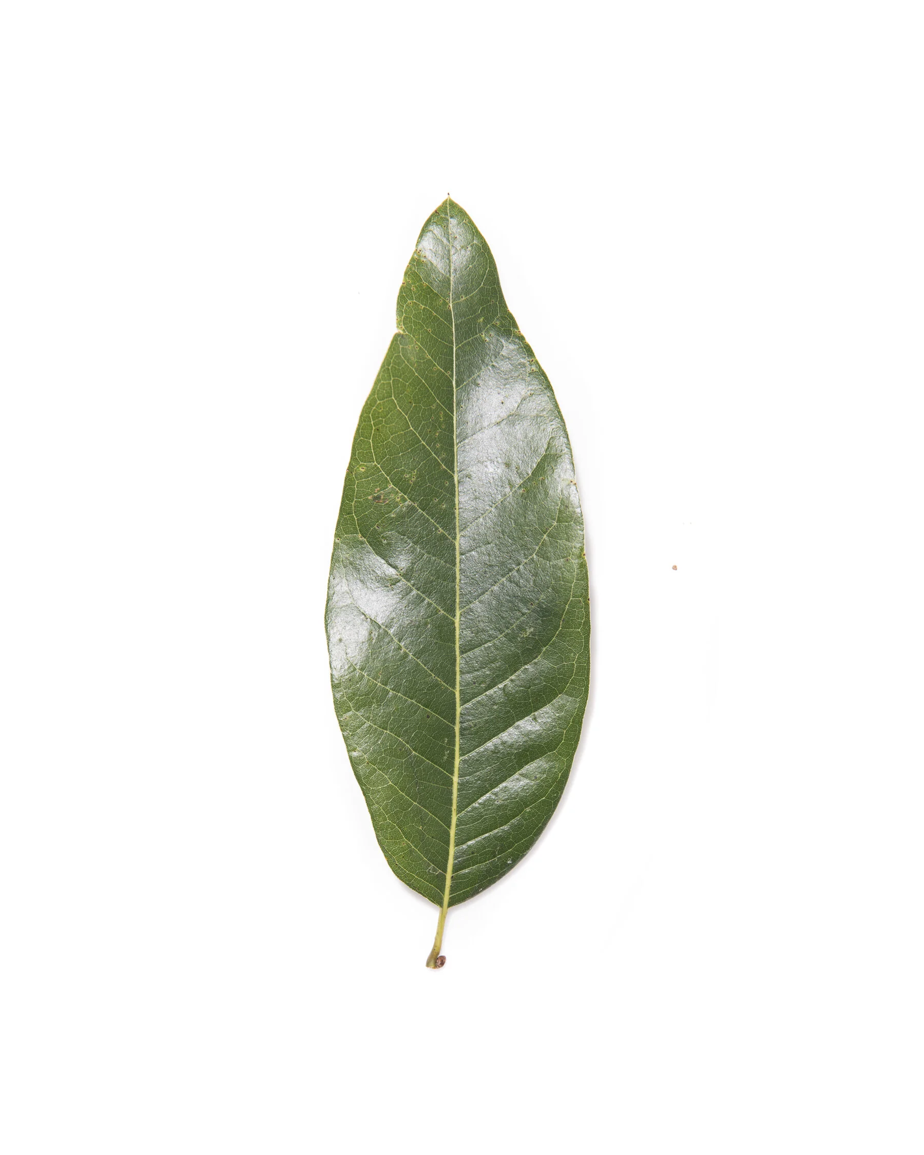 5450_quercus_imbricaria_co_champion_shingle_oak_vinton_county_ohio_american_forests_brian_kelley_full_tree_looking_leaf.jpg