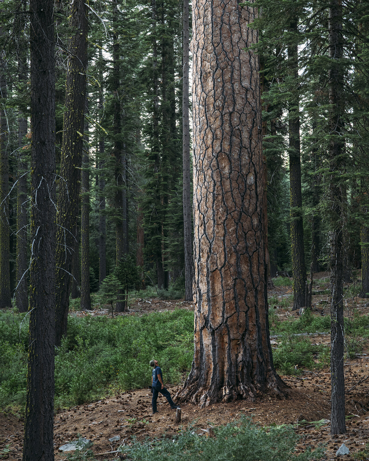 4327_Pinus_ponderosa_var._benthamiana_national_champion_7-24-2018_american_forests_brian_kelley_for_scale.jpg