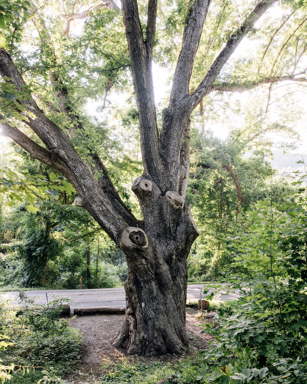 The Dover Oak 