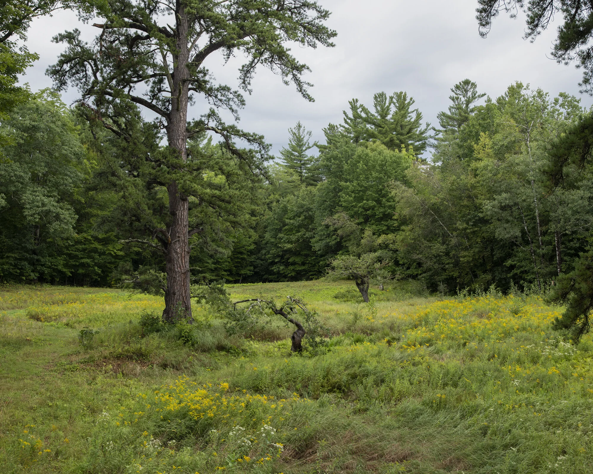 3258_Pinus_rigida_national_champion_pitch_pine_new_hampshire_8_22_2019_american_forests_brian_kelley_wide_1.jpg