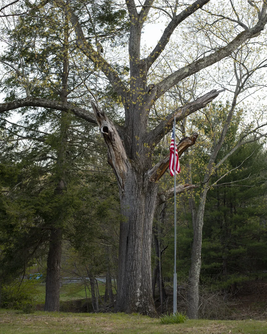 Lumberland Black Oak