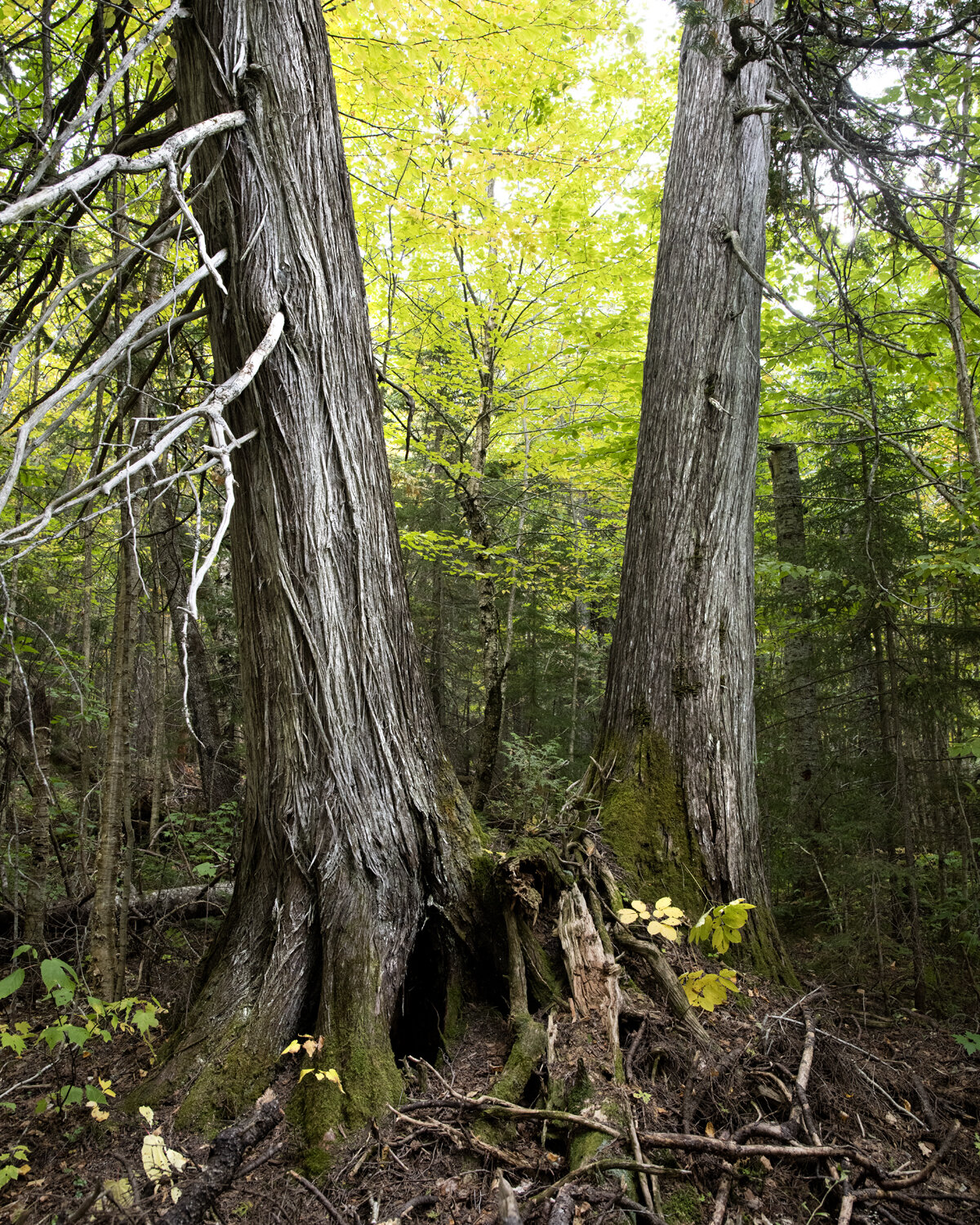 Forest Growth Reserve Big Gathering Reed —