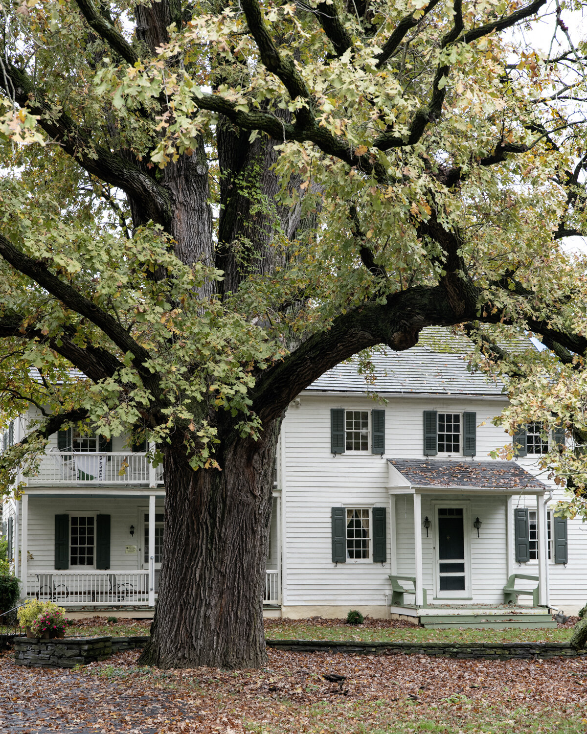 Millersville Bur Oak
