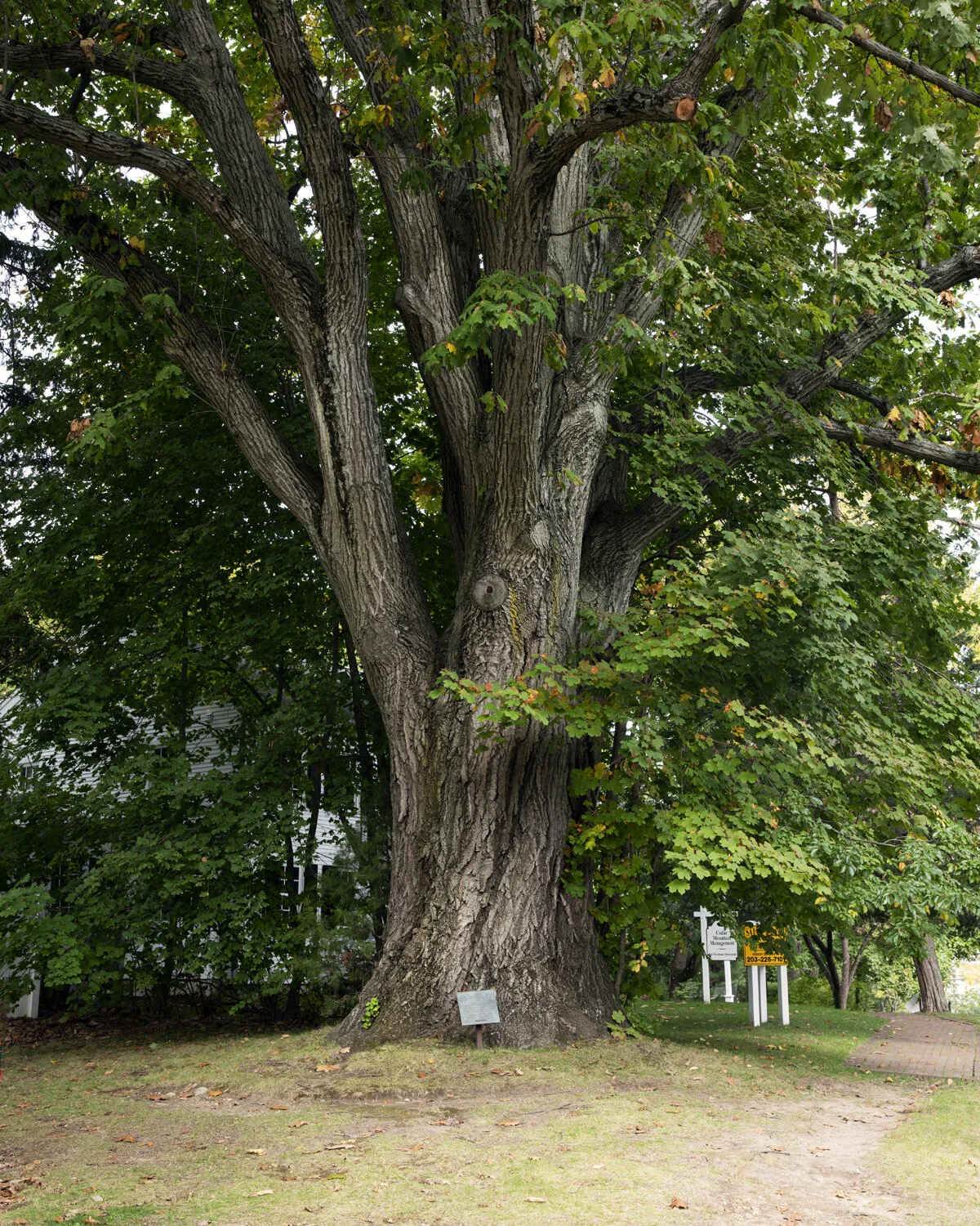 Darien Oak