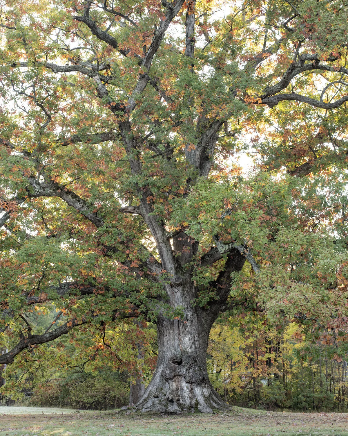Trout Brook Oak