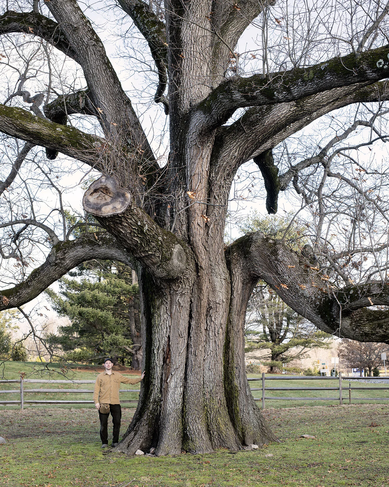 gathering_growth_foundation_Quercus_velutina_black_oak_lawrence_oak_princeton_new_jersey_01-02-2021_brian_kelley_01.jpg