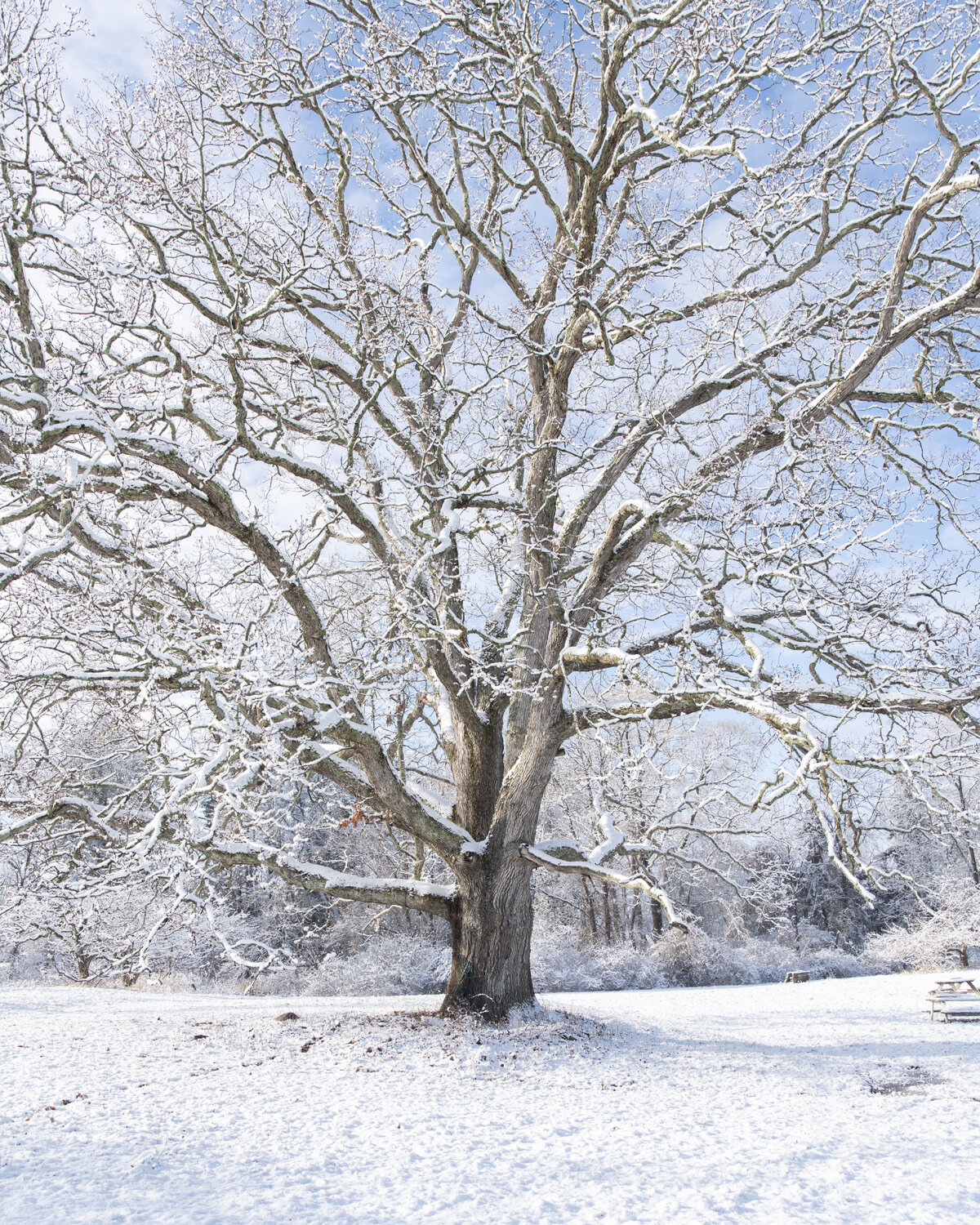 gathering_growth_foundation_quercus_alba_white_oak_stone_ridge_ny_01-04-2021_06.jpg