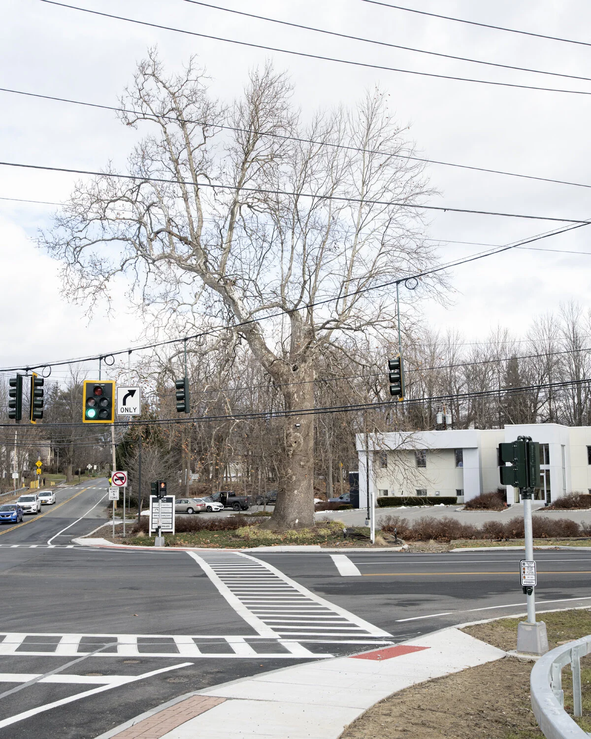 gathering_growth_foundation_Platanus_occidentalis_american_sycamore_goshen_ny_01-19-2021_brian_kelley_04.jpg
