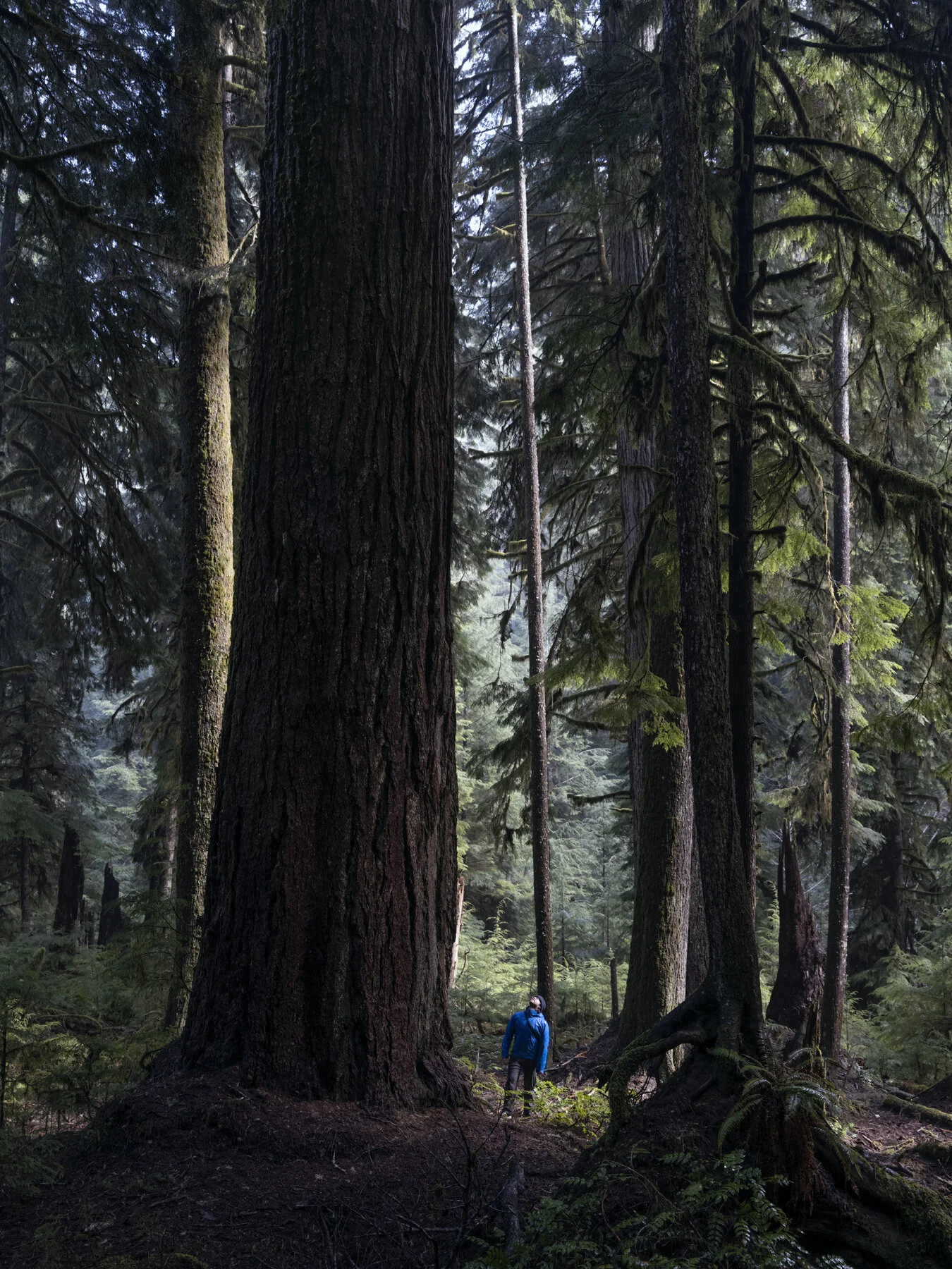 gathering_growth_foundation_Pseudotsuga_menziesii_coast_douglas_fir_coos_county_oregon_mother_tree_02-27-2021_brian_kelley_03.jpg