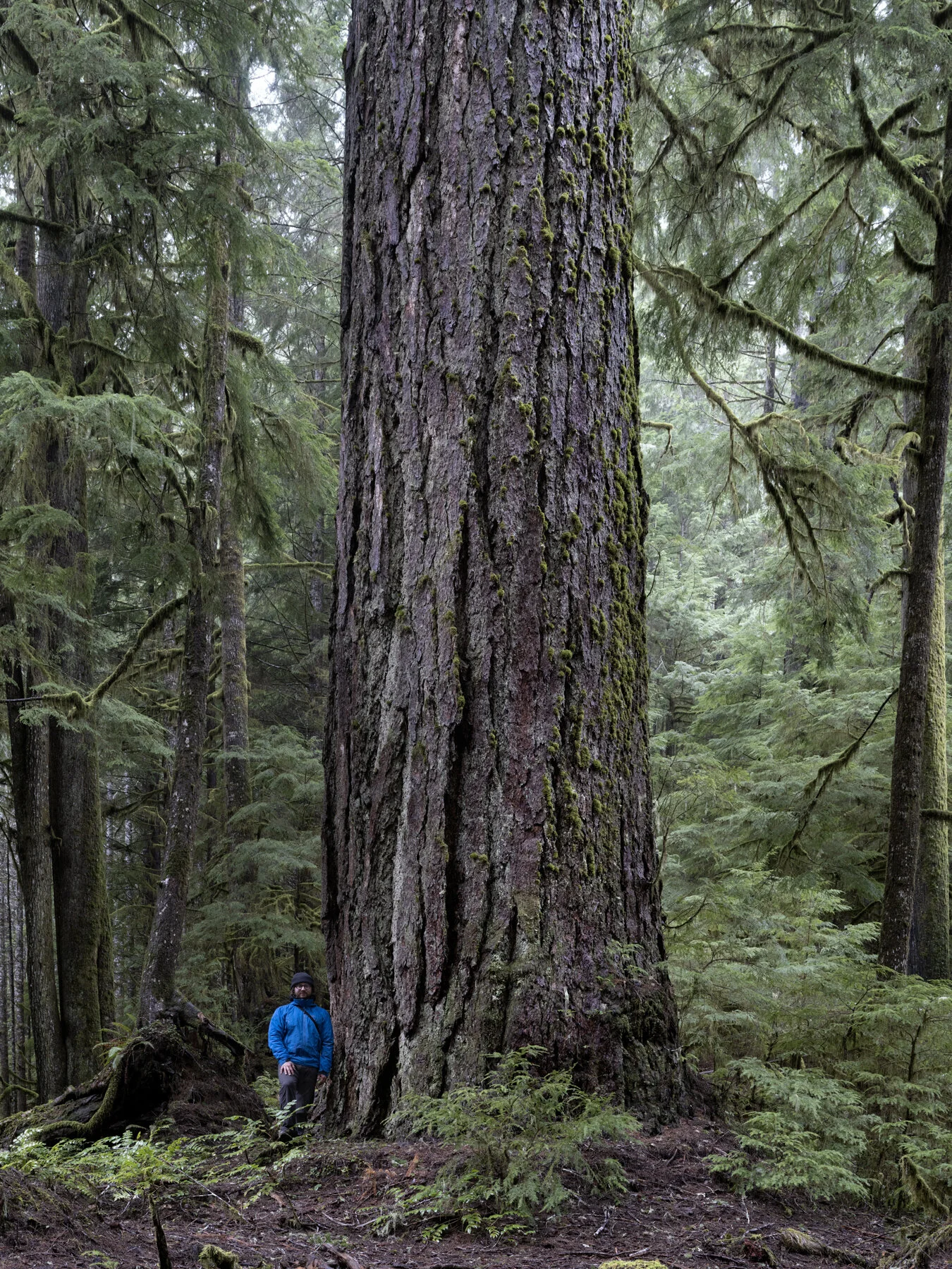 Grandma Tree