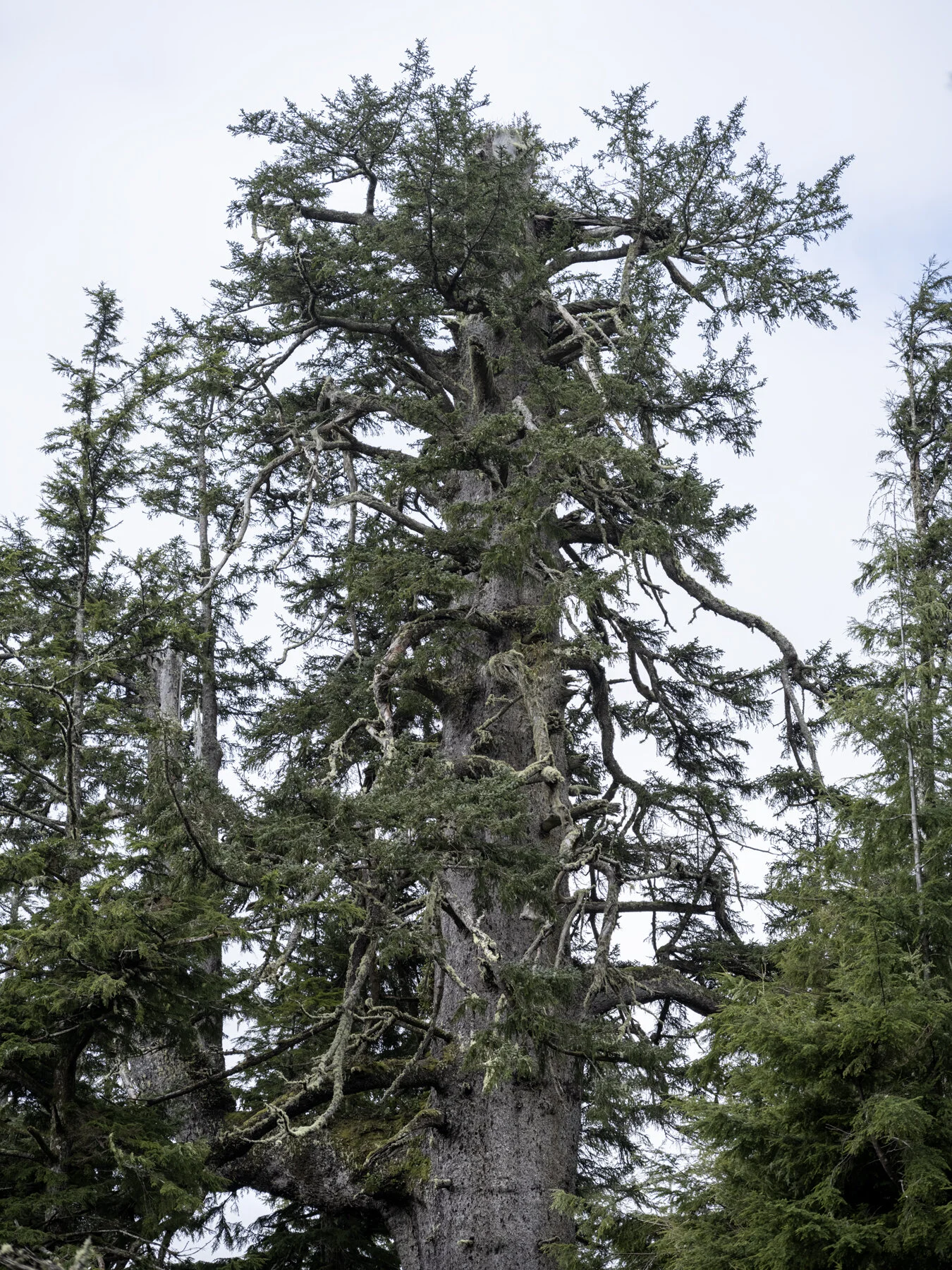 Cape Meares Spruce