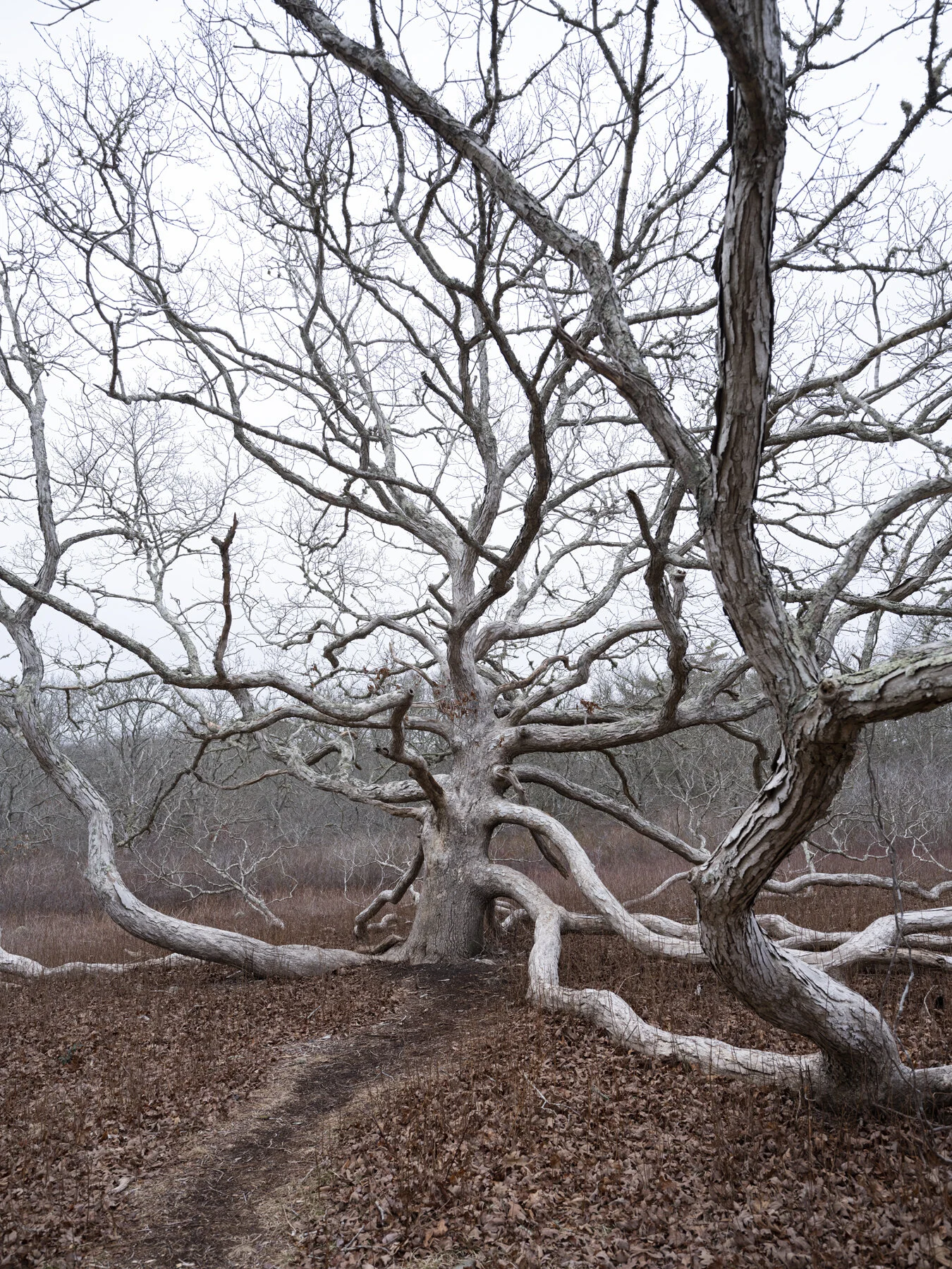 gathering_growth_foundation_quercus_alba_white_oak_peaked_hill_marthas_vineyard_ma_brian_kelley_02_08_2021_05.jpg