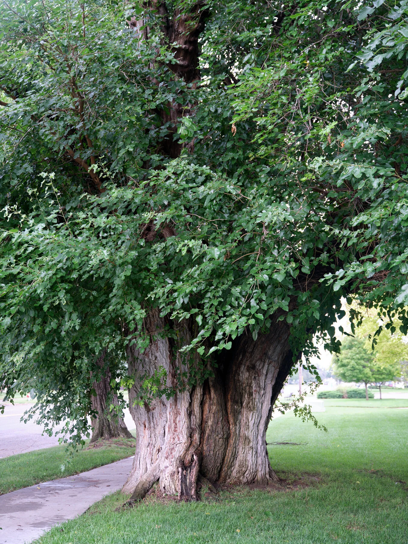 gathering_growth_foundation_Morus_rubra_chisholm_red_mulberry_witchita_kansas_07-23-2021_brian_kelley_04.jpg