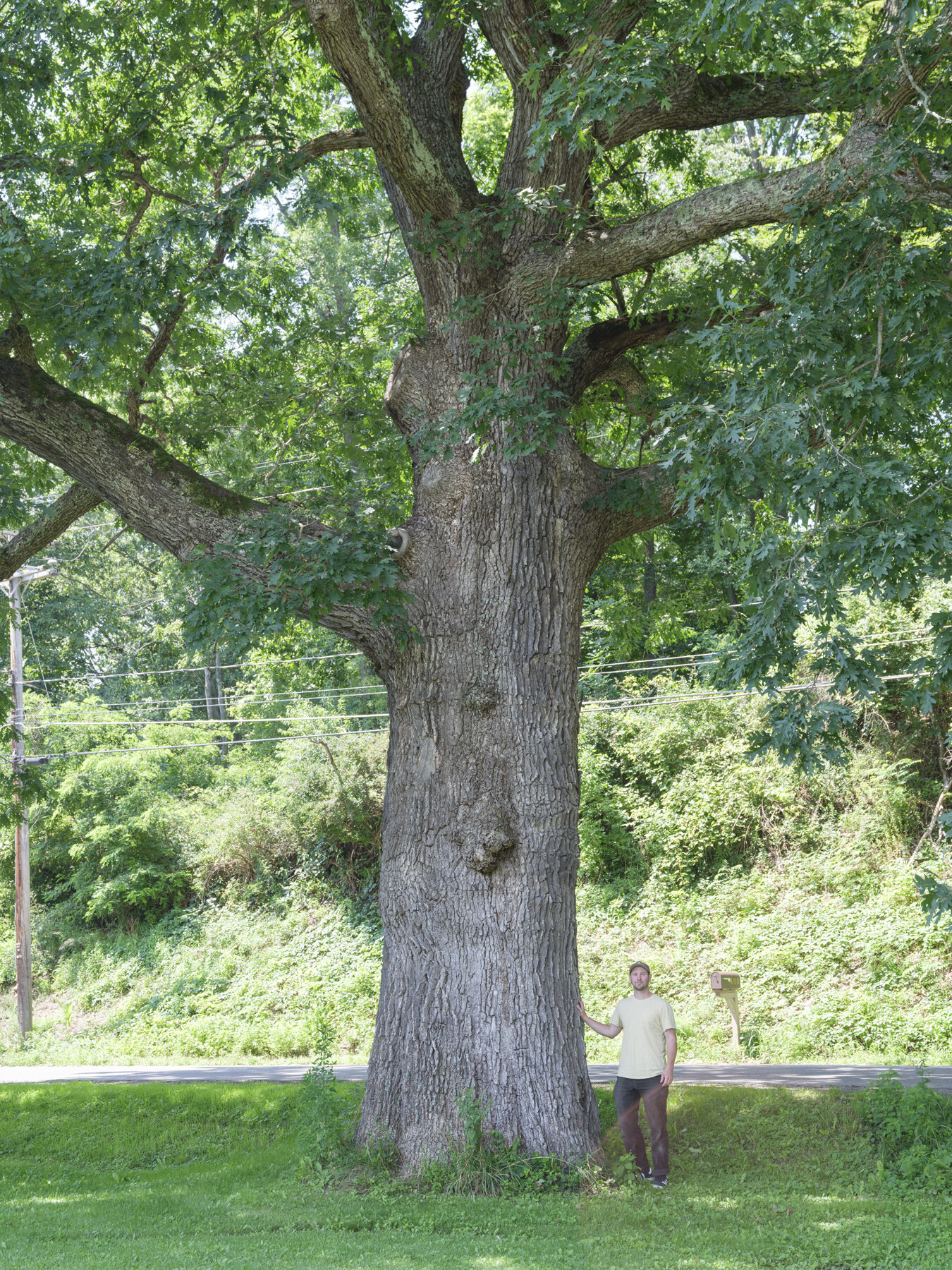 gathering_growth_foundation_quercus_alba_white_oak_owego_ny_07_28_2021_brian_kelley_01.jpg