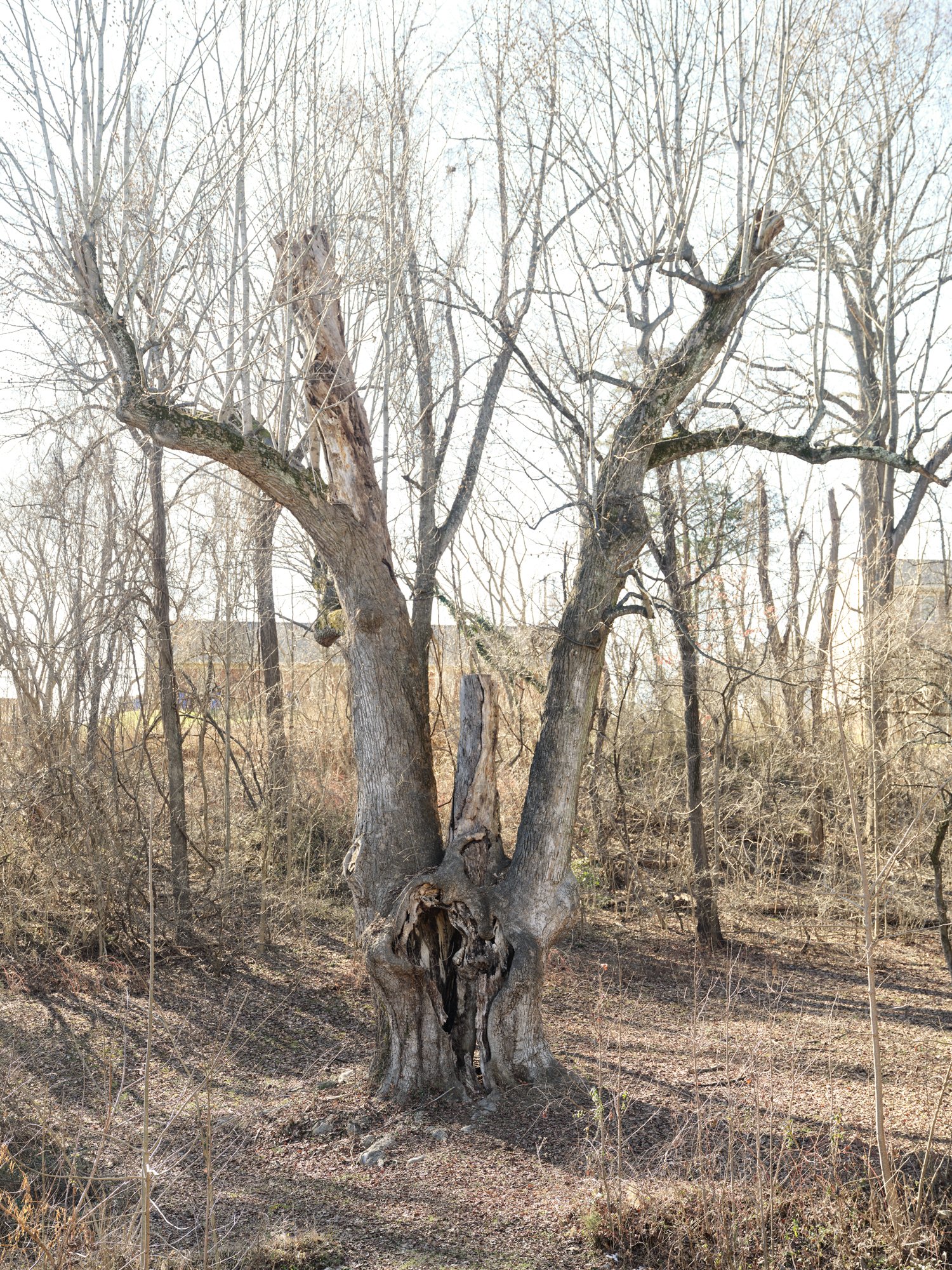 gathering_growth_foundation_big_tree_Liriodendron_tulipifera_bedford_tuliptree_bedford_county_virginia_brian_kelley_01_12_2022_01.jpg