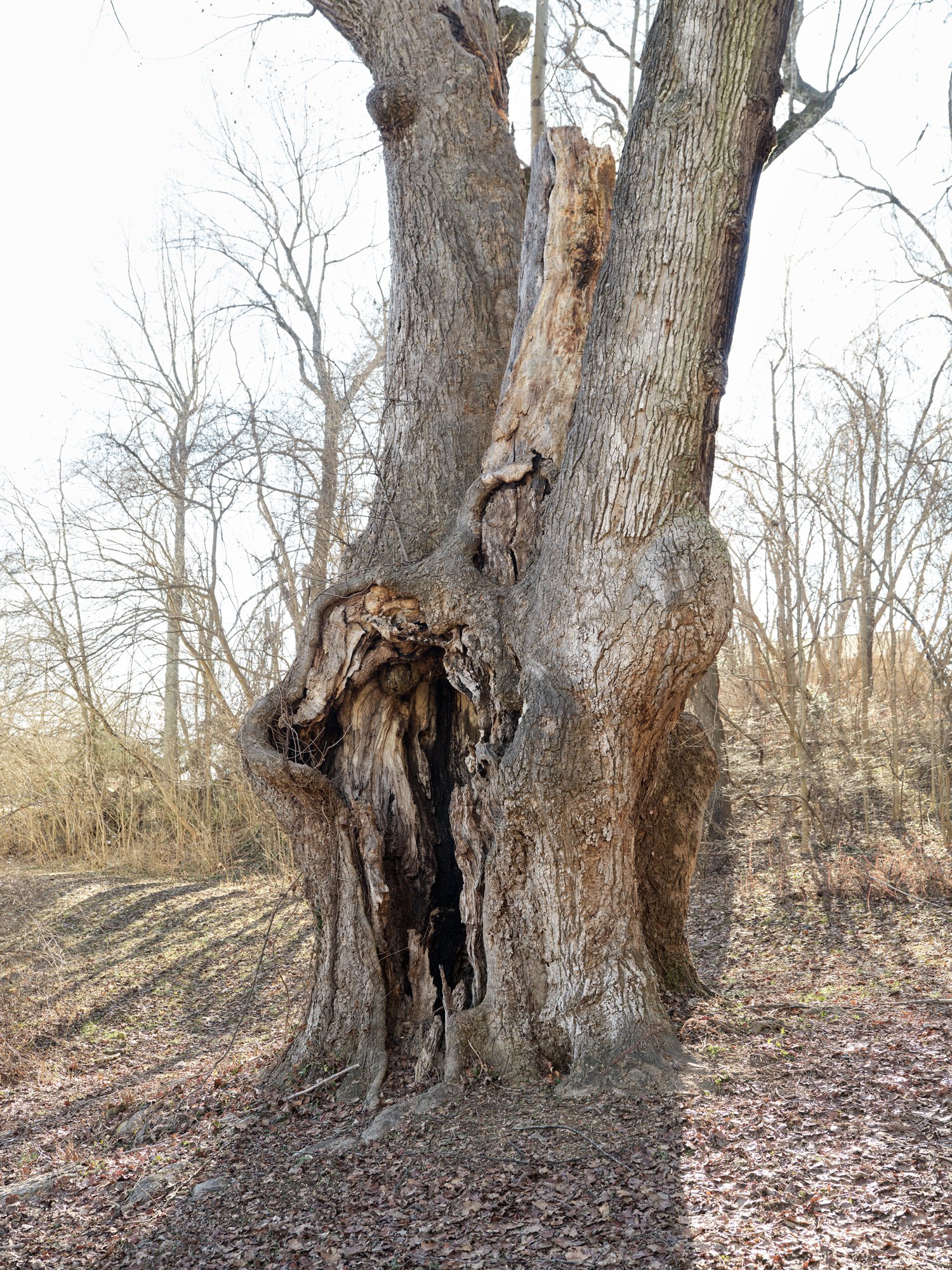 gathering_growth_foundation_big_tree_Liriodendron_tulipifera_bedford_tuliptree_bedford_county_virginia_brian_kelley_01_12_2022_05.jpg