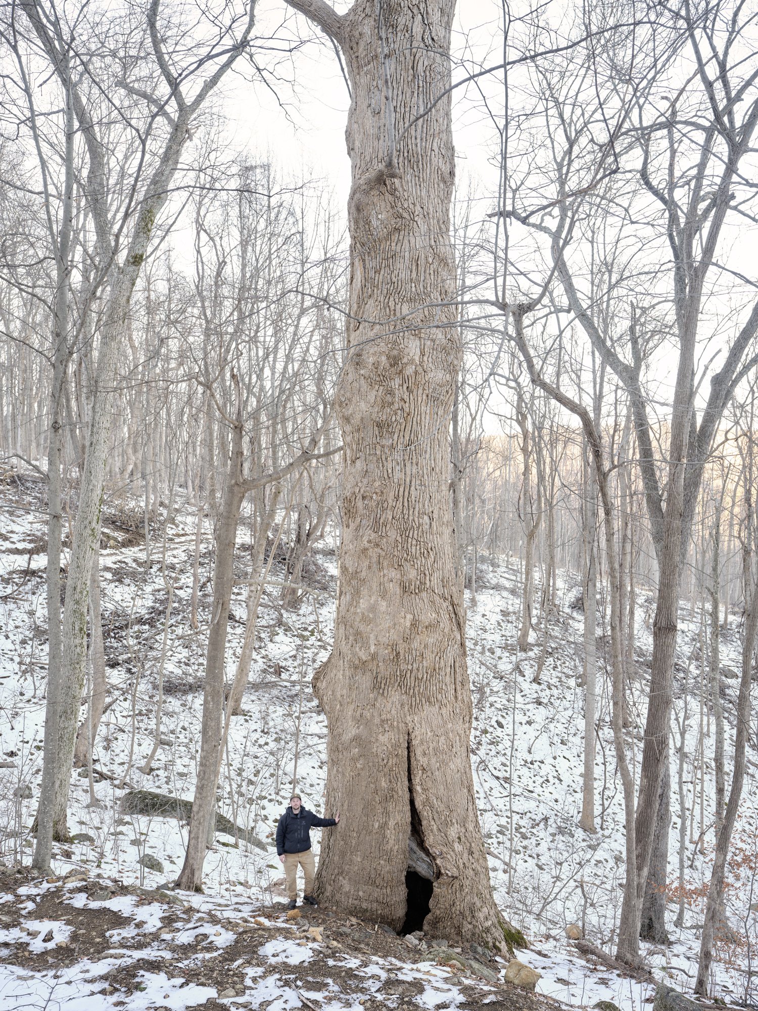 gathering_growth_foundation_big_tree_Liriodendron_tulipifera_big_poplar_virginia_brian_kelley_01_11_2021_05.jpg