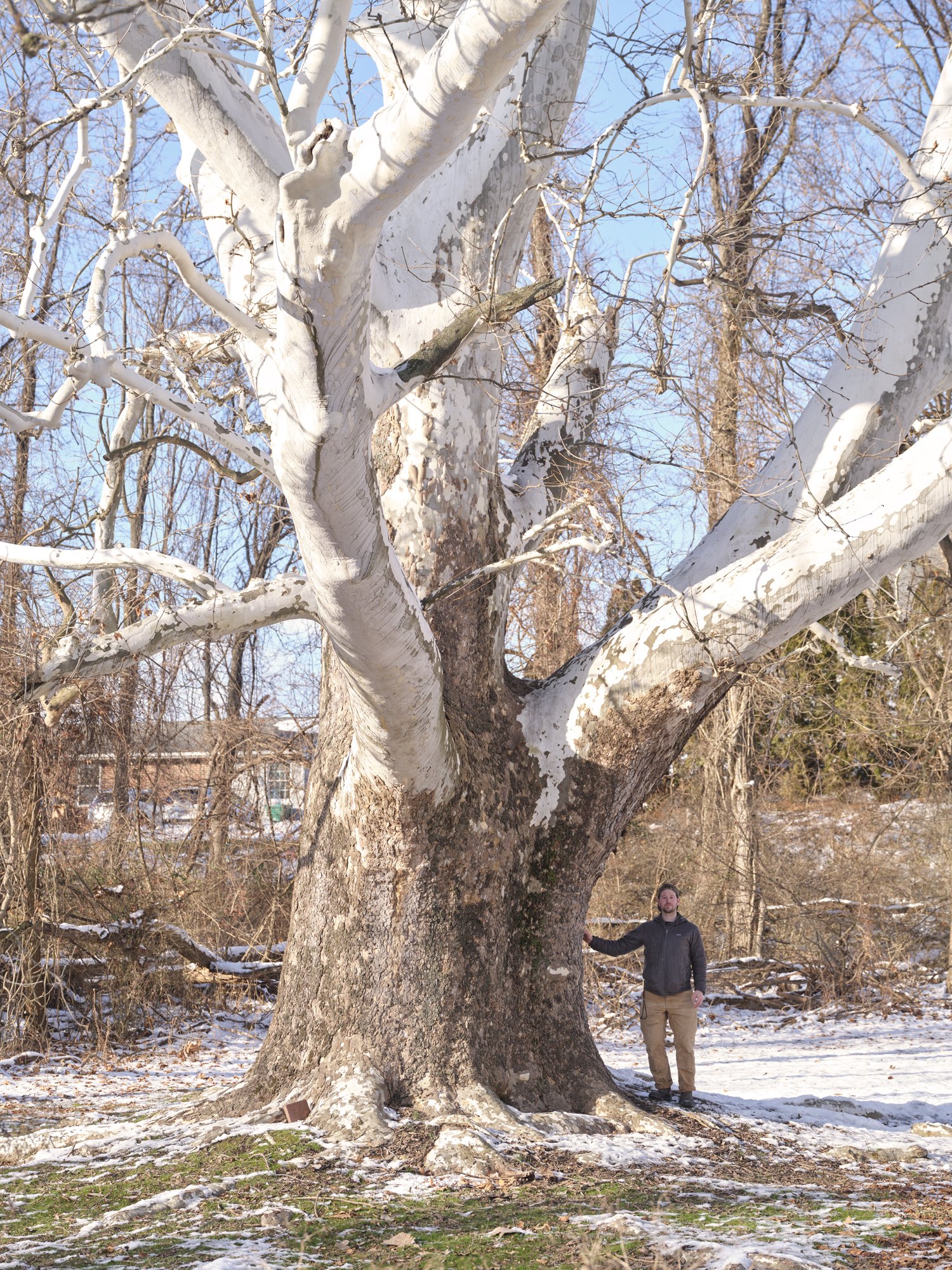 gathering_growth_foundation_Platanus_occidentalis_john_goodway_harrisburg_Pennsylvania_01_10_2022_brian_kelley_05.jpg