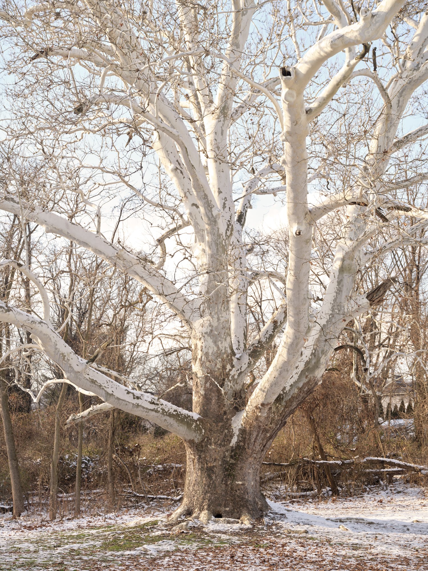 gathering_growth_foundation_Platanus_occidentalis_john_goodway_harrisburg_Pennsylvania_01_10_2022_brian_kelley_08.jpg