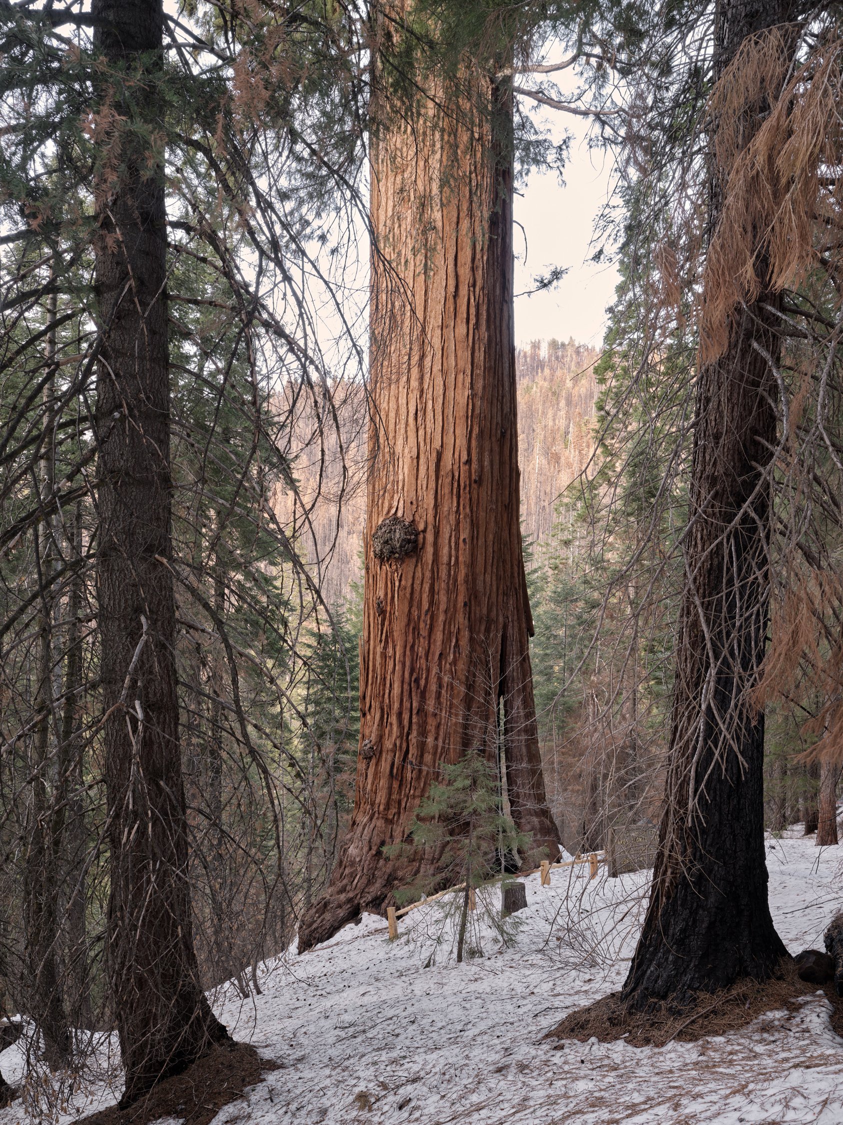 gathering_growth_foundation_stagg_tree_giant_sequoia_brian_kelley_02-2022_02.jpg