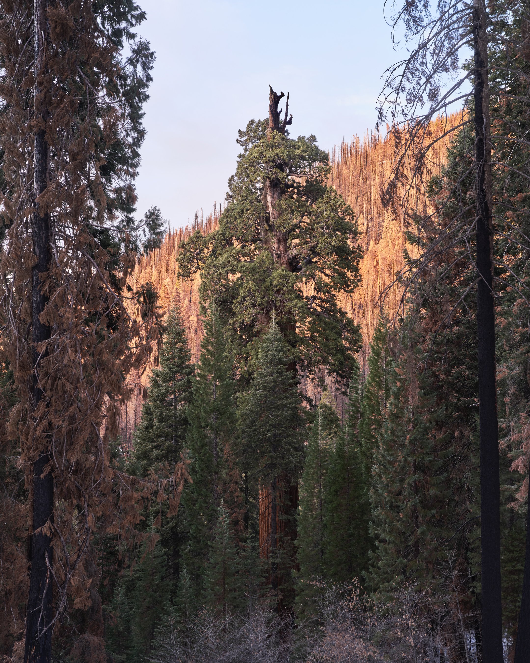 gathering_growth_foundation_stagg_tree_giant_sequoia_brian_kelley_02-2022_09.jpg