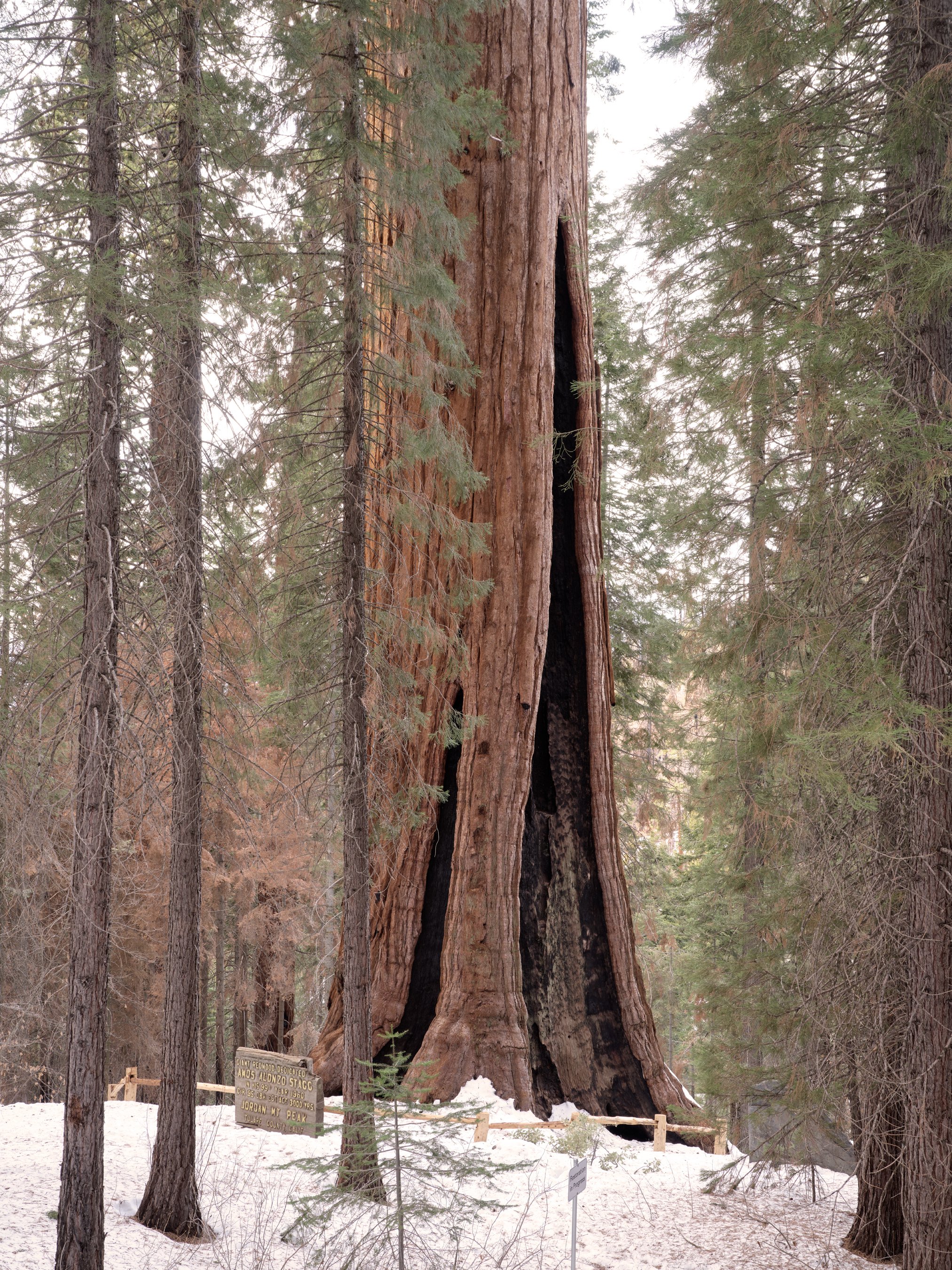 gathering_growth_foundation_stagg_tree_giant_sequoia_brian_kelley_02-2022_07.jpg