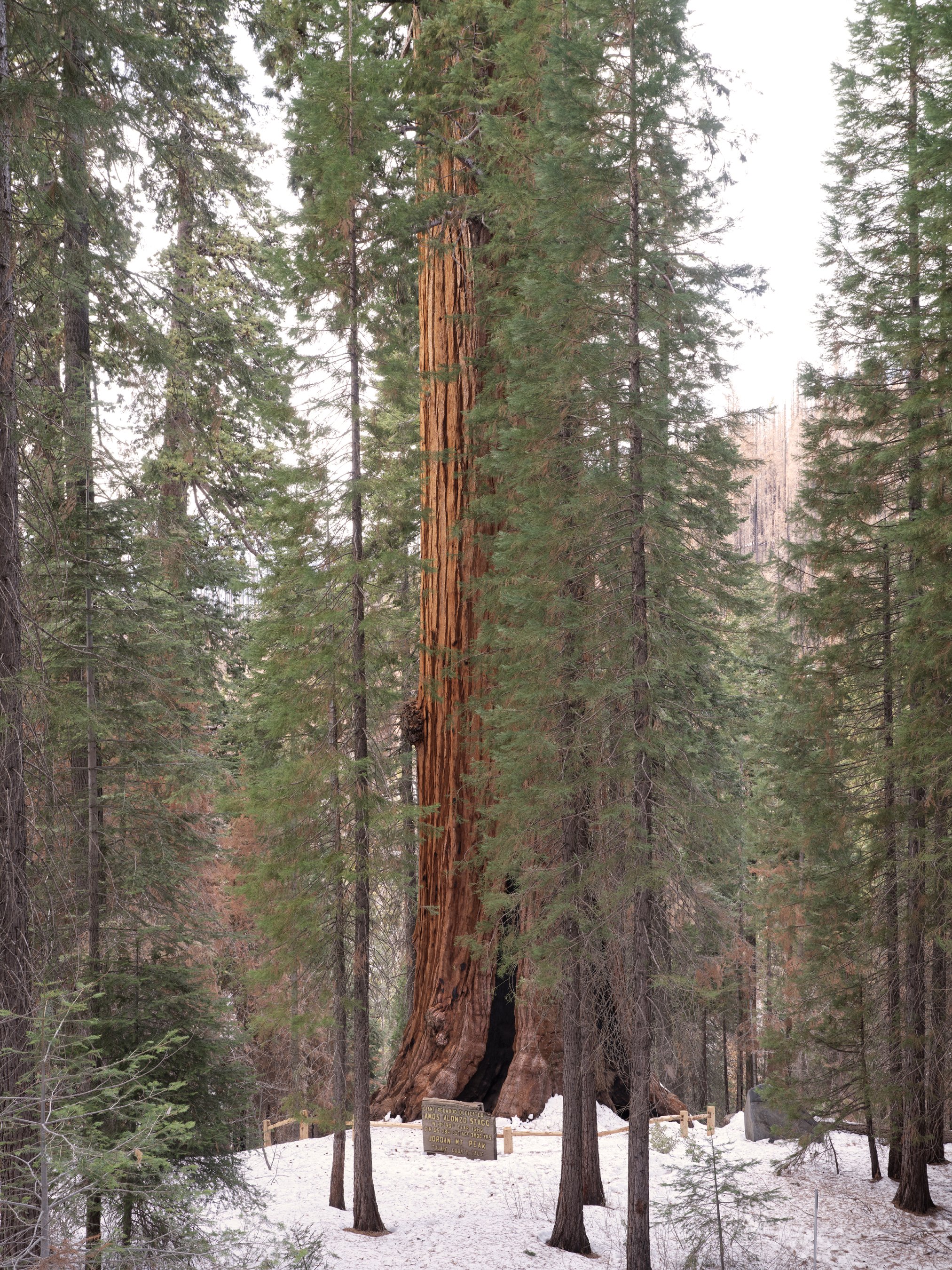 gathering_growth_foundation_stagg_tree_giant_sequoia_brian_kelley_02-2022_01.jpg