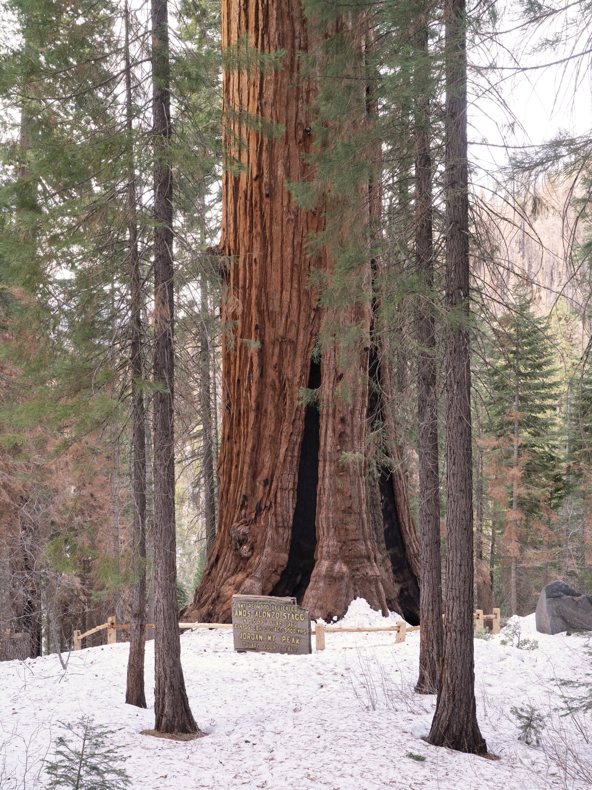 gathering_growth_foundation_stagg_tree_giant_sequoia_brian_kelley_02-2022_08.jpg