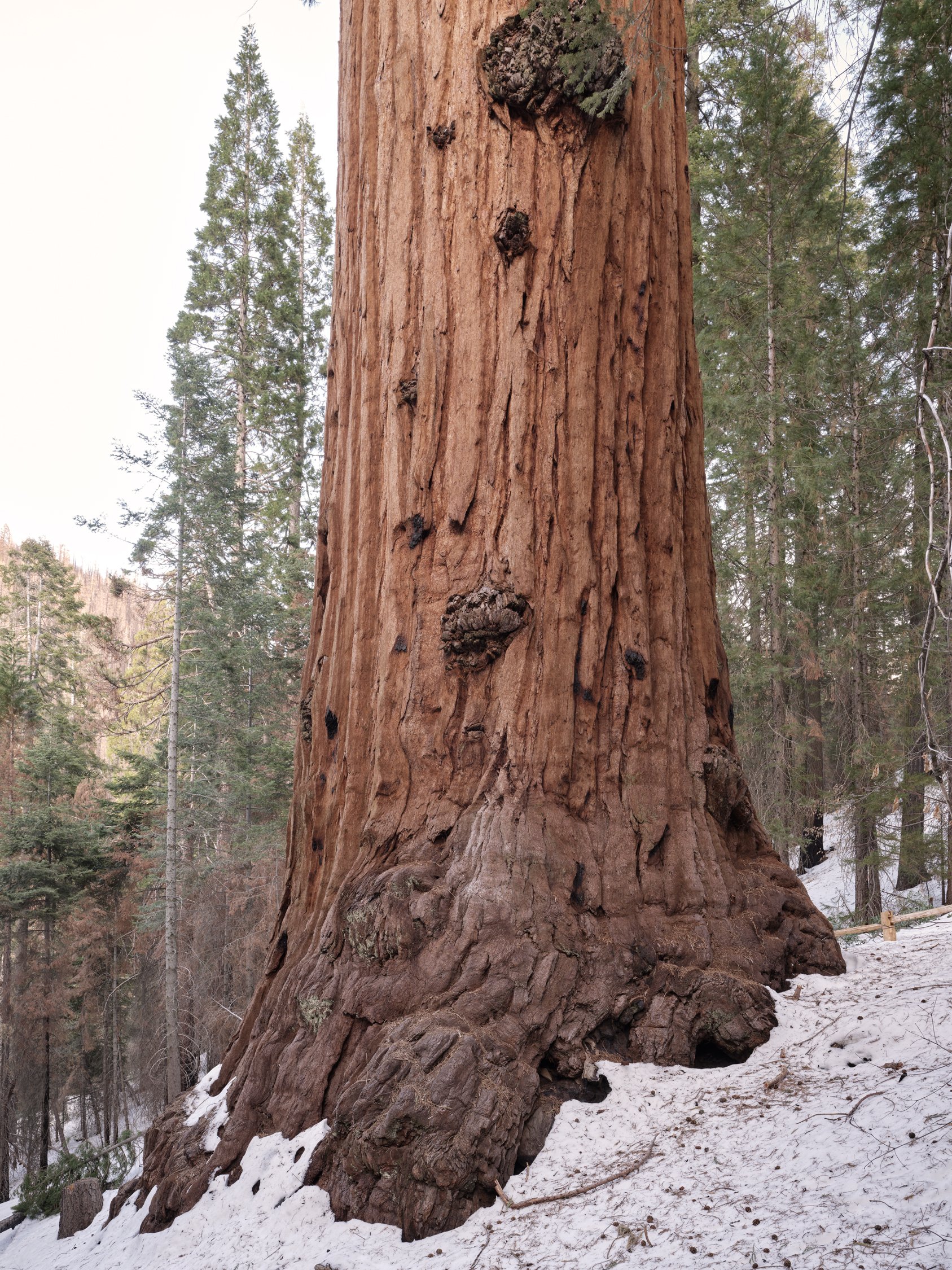 gathering_growth_foundation_stagg_tree_giant_sequoia_brian_kelley_02-2022_05.jpg