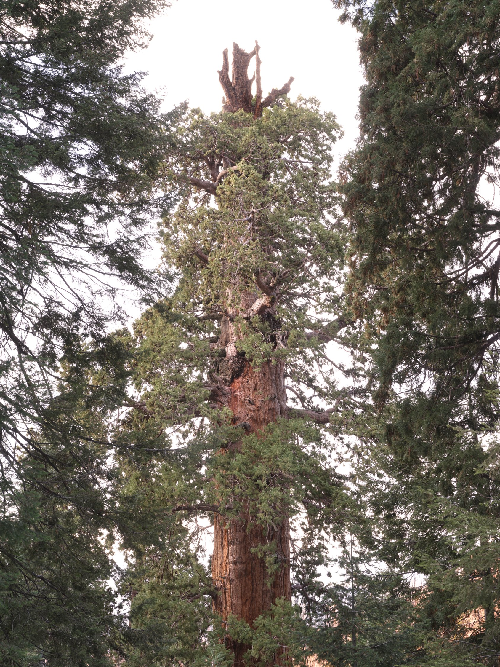 gathering_growth_foundation_stagg_tree_giant_sequoia_brian_kelley_02-2022_04.jpg