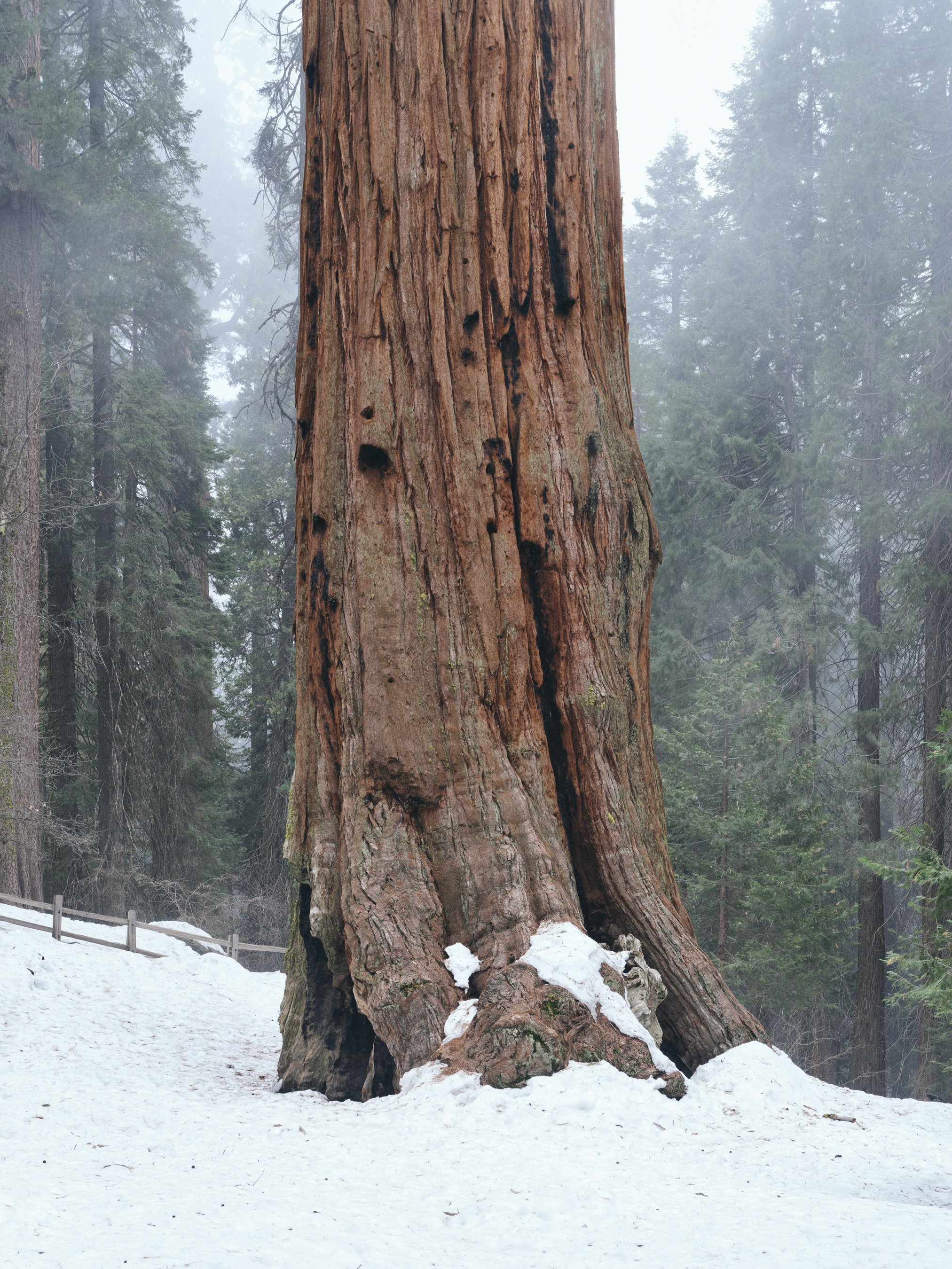 gathering_growth_foundation_sequoia_kings_canyon_national_park_california__general_grant_01_brian_kelley_01_31_2022_11.jpg