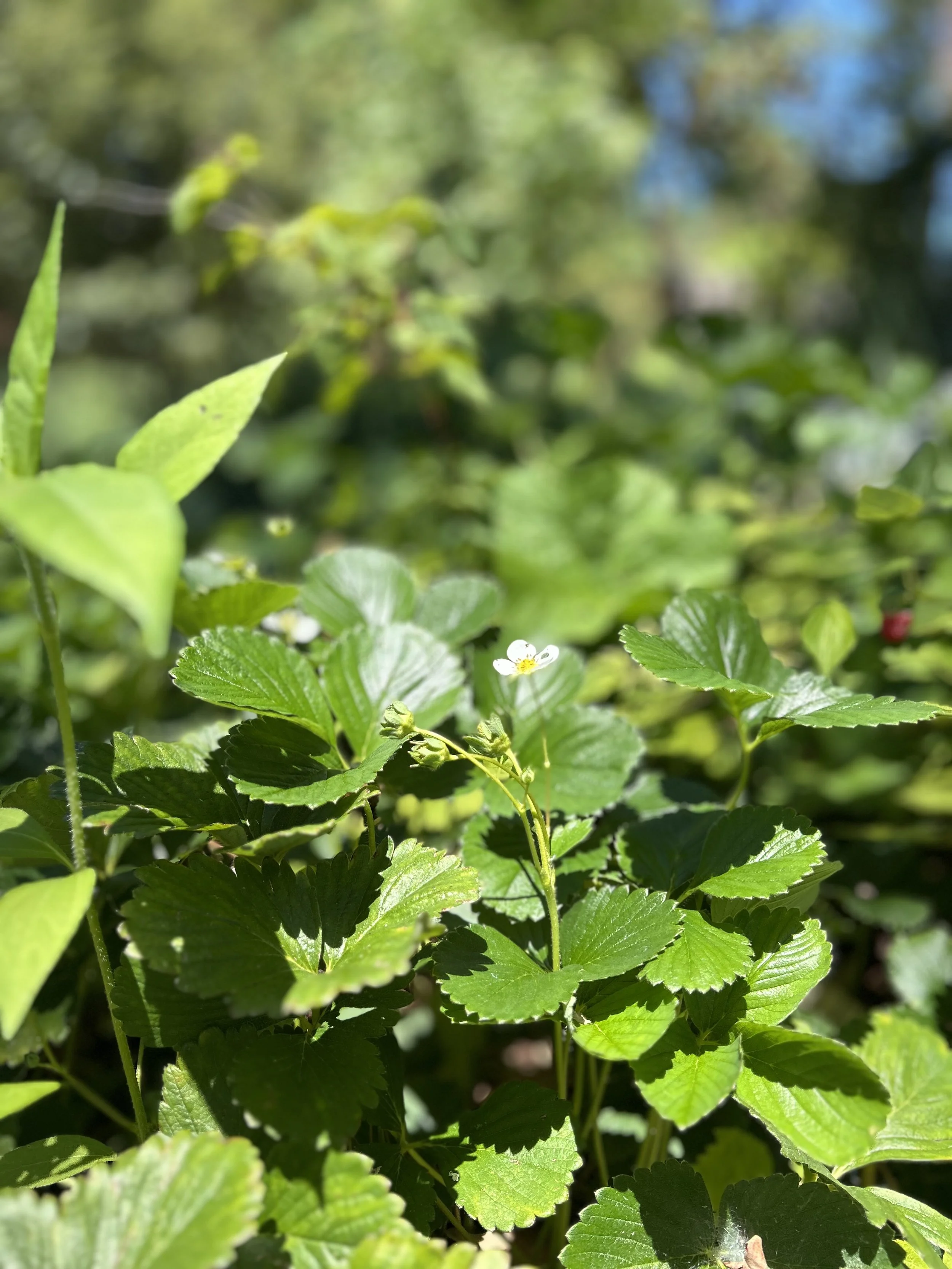 IMG_3972.jpeg