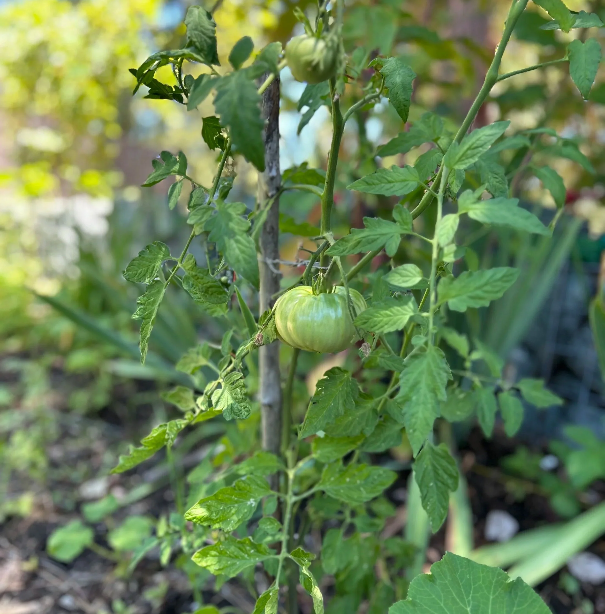 Five Years to Build a Garden