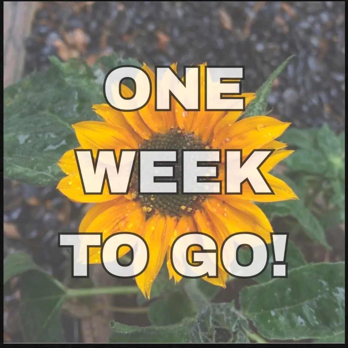 One week to go until the Sunflower Run 2026! 

Join us in person on Sunday June 28th at 3pm at Vlietland Voorschoten - the Gele Lis Parking Lot! 

Virtual event: June 27th - July 5th wherever you are in the world!

Come and join us in remembering Emi