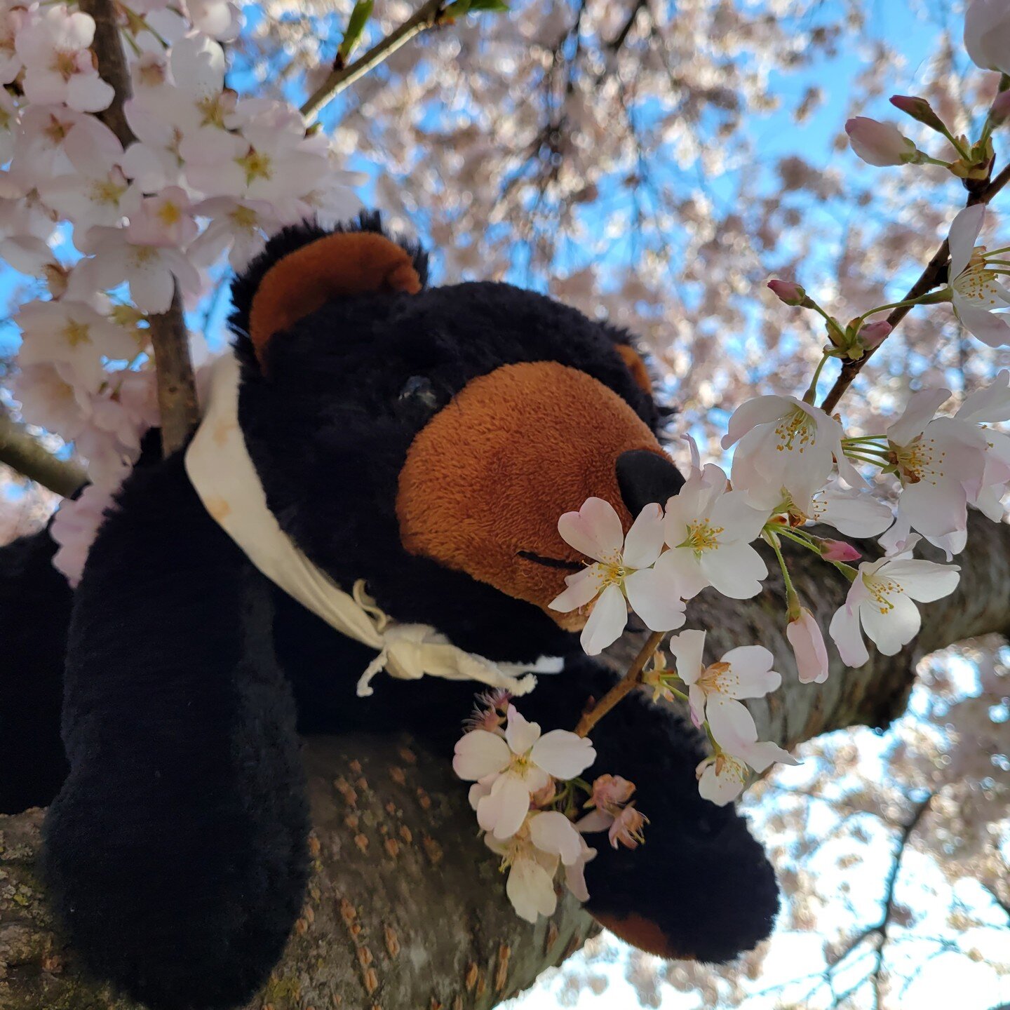 Marti knows that it is only April, but he also knows that all these lovely apple blossoms are a sign of some delicious apples and the fun Mountain State Apple Harvest Festival in October. It is never to early to plan your fall get away to Martinsburg