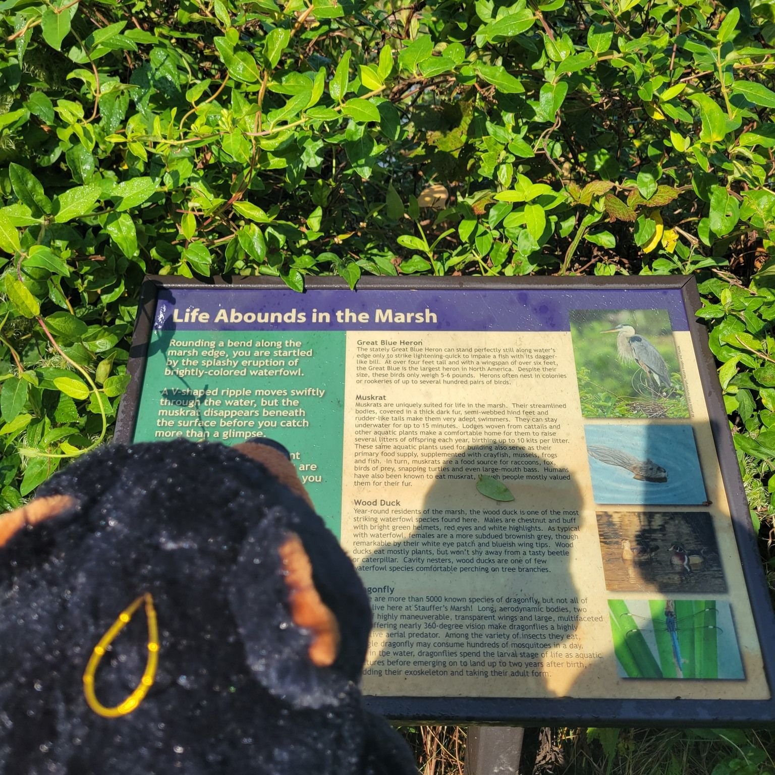 Marti is out exploring. Here he is learning all about Marsh Life at Stauffer's Marsh. Marti watched birds, checked out the different plants, and maybe even saw a muskrat in the water. Visit https://www.potomacaudubon.org/preserves/stauffers-marsh/ fo