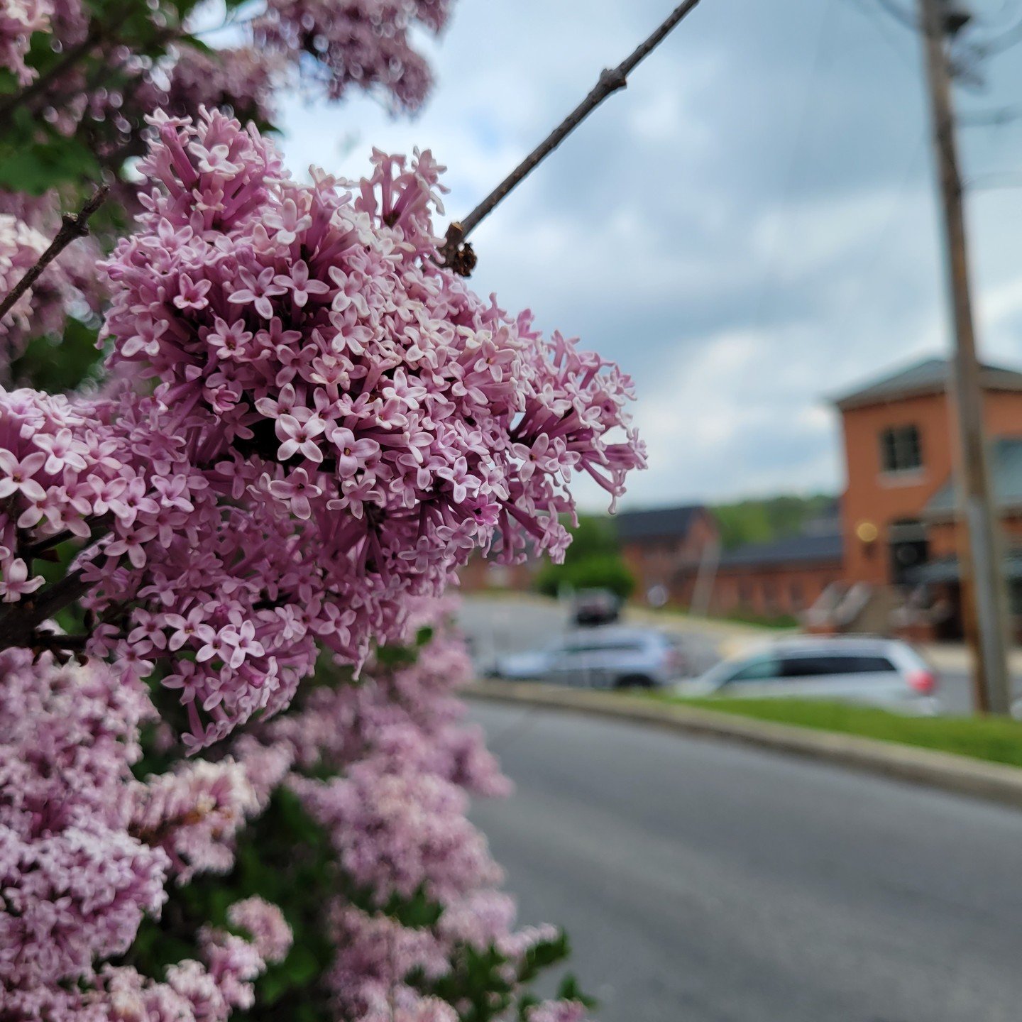 The trees and flowers are in bloom here in Martinsburg-Berkeley County, WV. Make sure to stop and take a minute to enjoy. Go ahead and plan your next get away to Martinsburg-Berkeley County, WV. Visit travelwv.com for more information. 

#springtime2