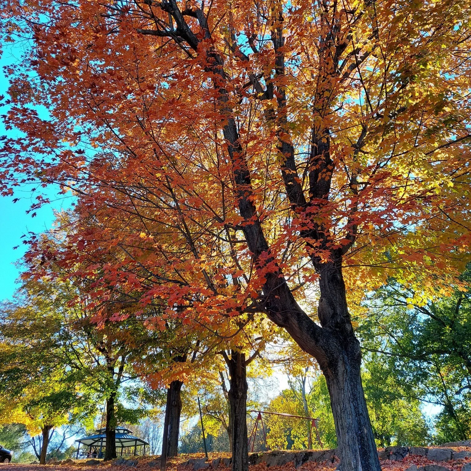 Head on over to War Memorial Park for a picnic lunch or dinner and enjoy the fall air. Visit www.mbcparks-rec.org for more information about all the parks located in Martinsburg-Berkeley County, WV. 
#picnic  #park #visitmartinsburgwv  #berkeleycount
