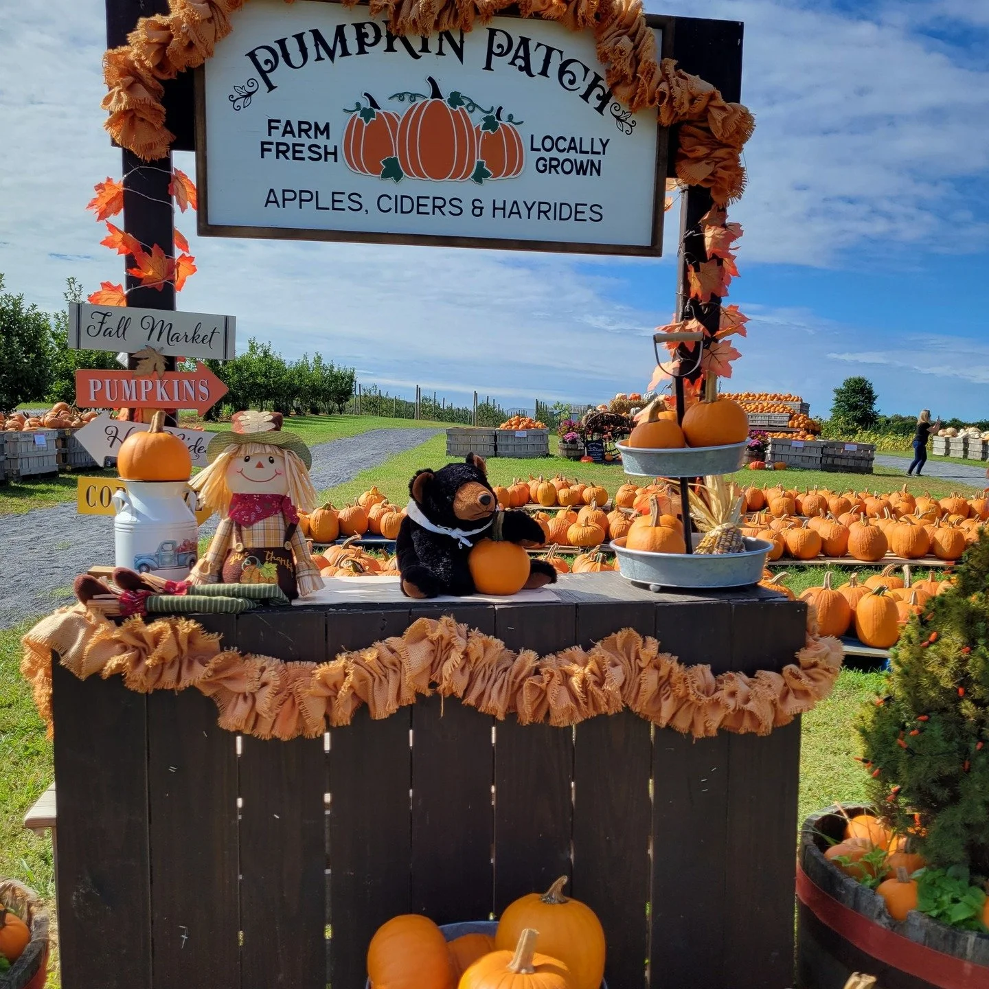 It's pumpkin patch season and Marti is all about visiting the local pumpkin patches to see all the pumpkins and apples. 

Here are a few must visit local pumpkin patches.

Orr's Farm Market
Kitchen's Orchard &amp; Farm Market
Sibert's Farm Fresh Prod