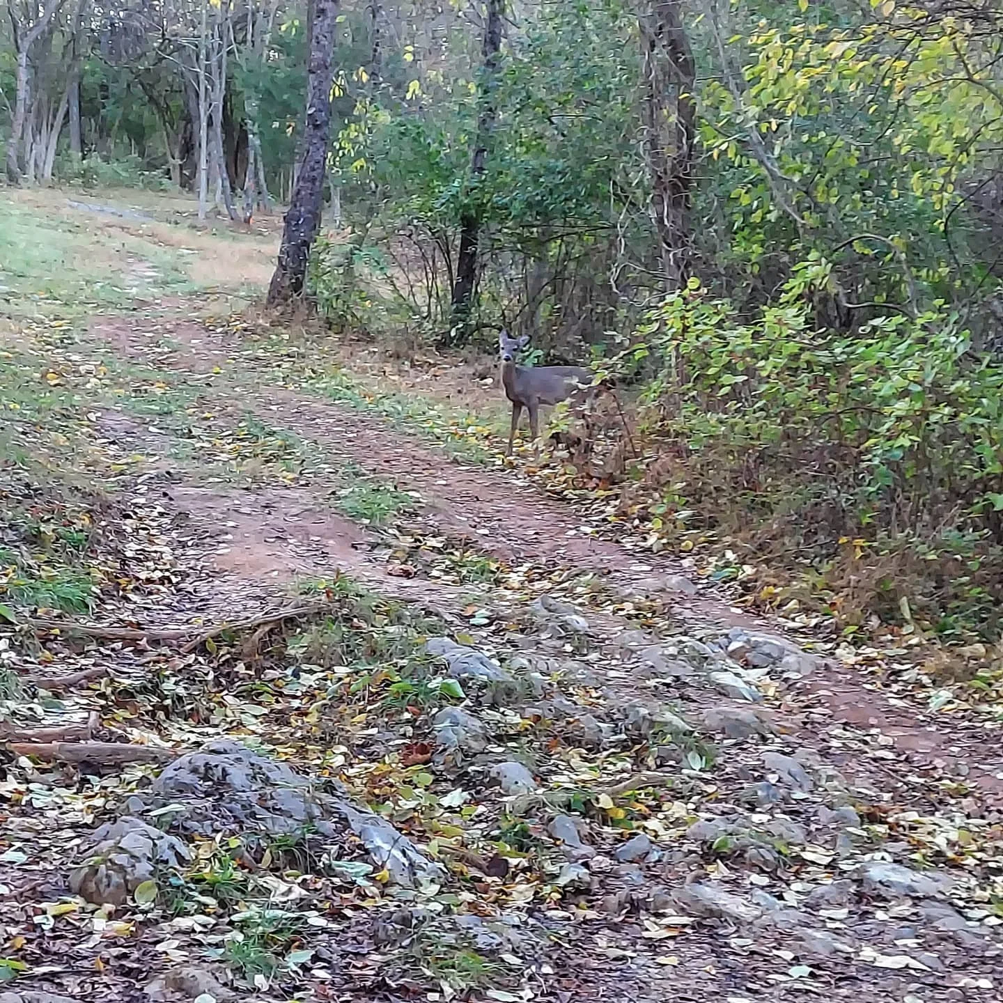 Did you know that Poor House Farm Park also has hiking and biking trails? Visit https://www.mbcparks-rec.org/ to learn about this and all the other parks located in Berkeley County, WV. 

#getoutside #hikingadventures #visitmartinsburgwv #berkeleycou