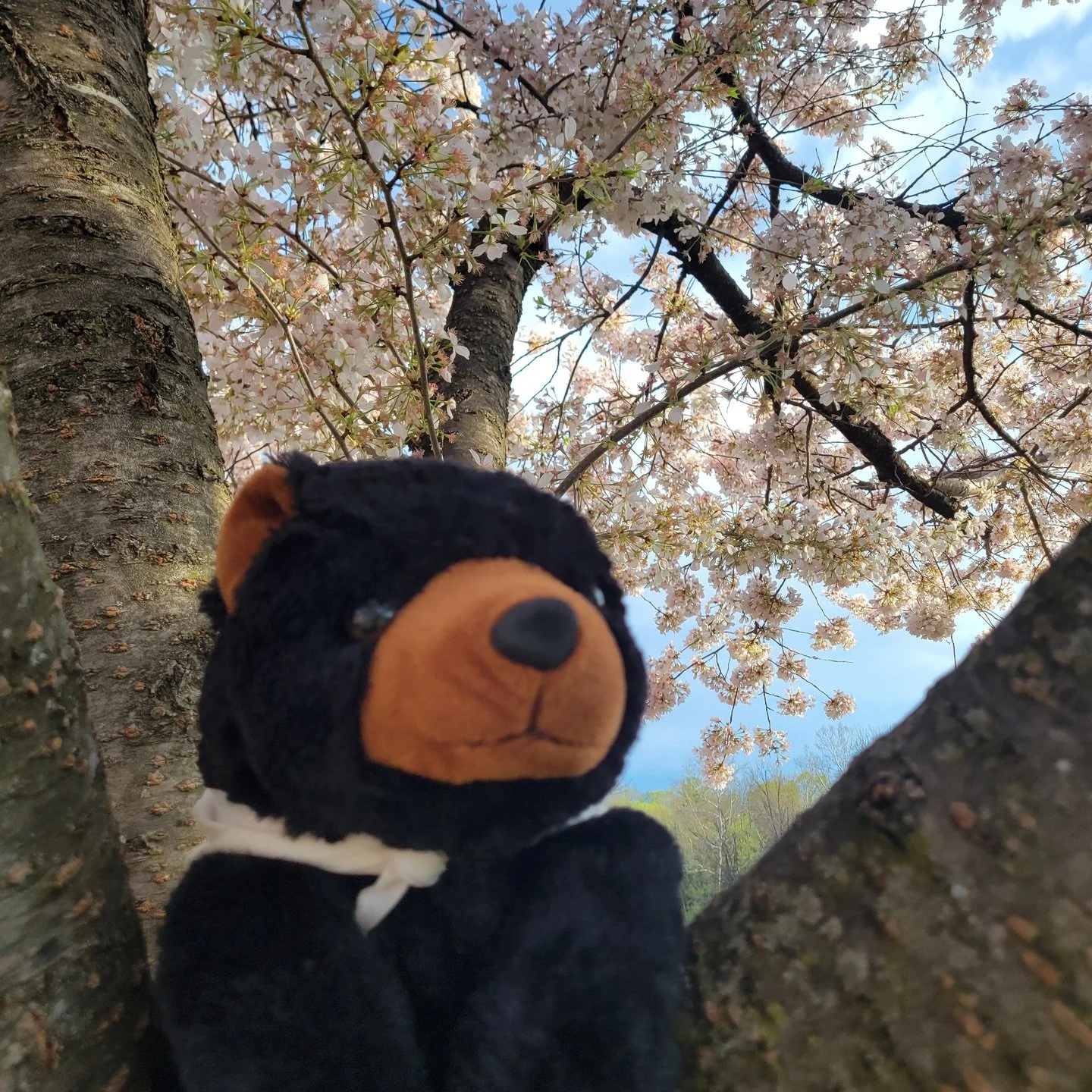 Spring has arrived here in Martinsburg, WV. Marti took the time to snap a picture with the blooming tree this morning. 

#martionthemove #springblossoms #visitmartinsburgwv #berkeleycountywv #almostheaven