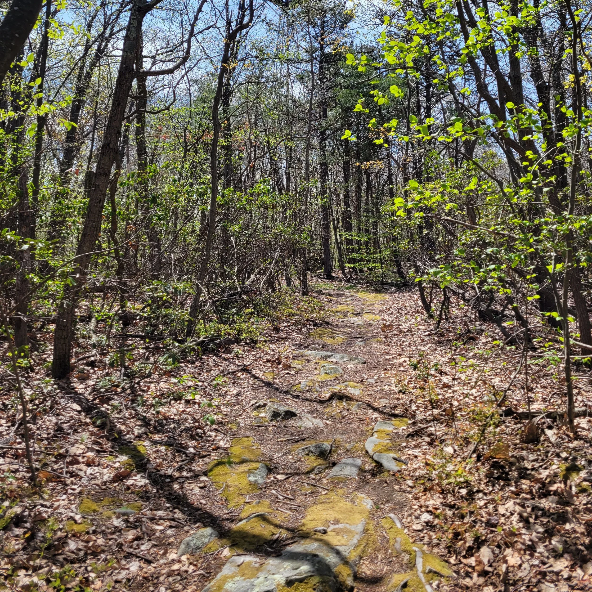 Looking to do some hiking? Just a small part of the Tuscarora Trail located off of Hampshire Grade Road that is located within Sleepy Creek Wildlife Management Area. Learn more about this trail at https://www.hikethetuscarora.org/. 

#hikingtrails #h