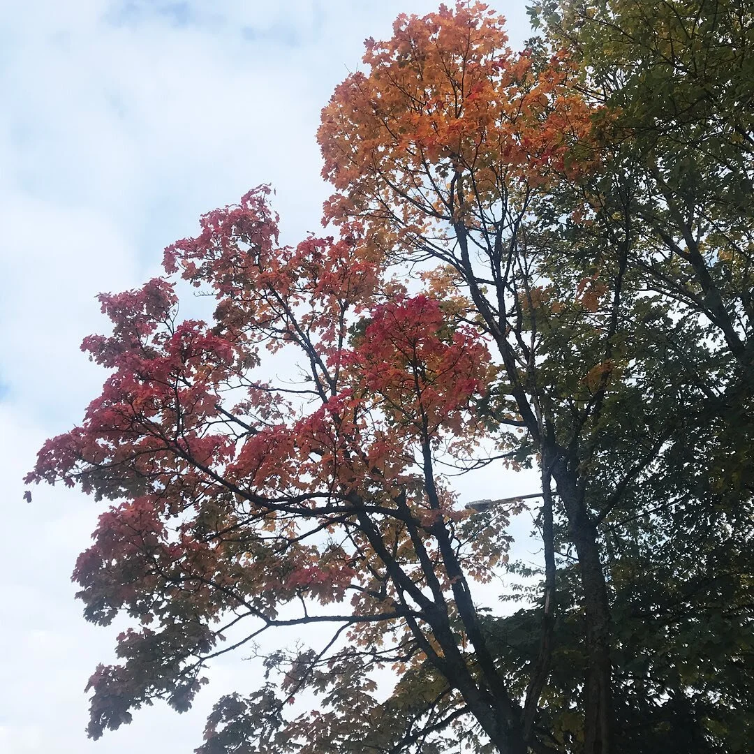 Trees, trees, beautiful trees!⁠⠀
⁠⠀
As we reach the end of autumn, I have been reflecting on how magical it has been this year.💫🍁💫🍁💫⁠⠀
⁠⠀
2020 has been a challenging year for all of us but nature has certainly been a constant source of respite f