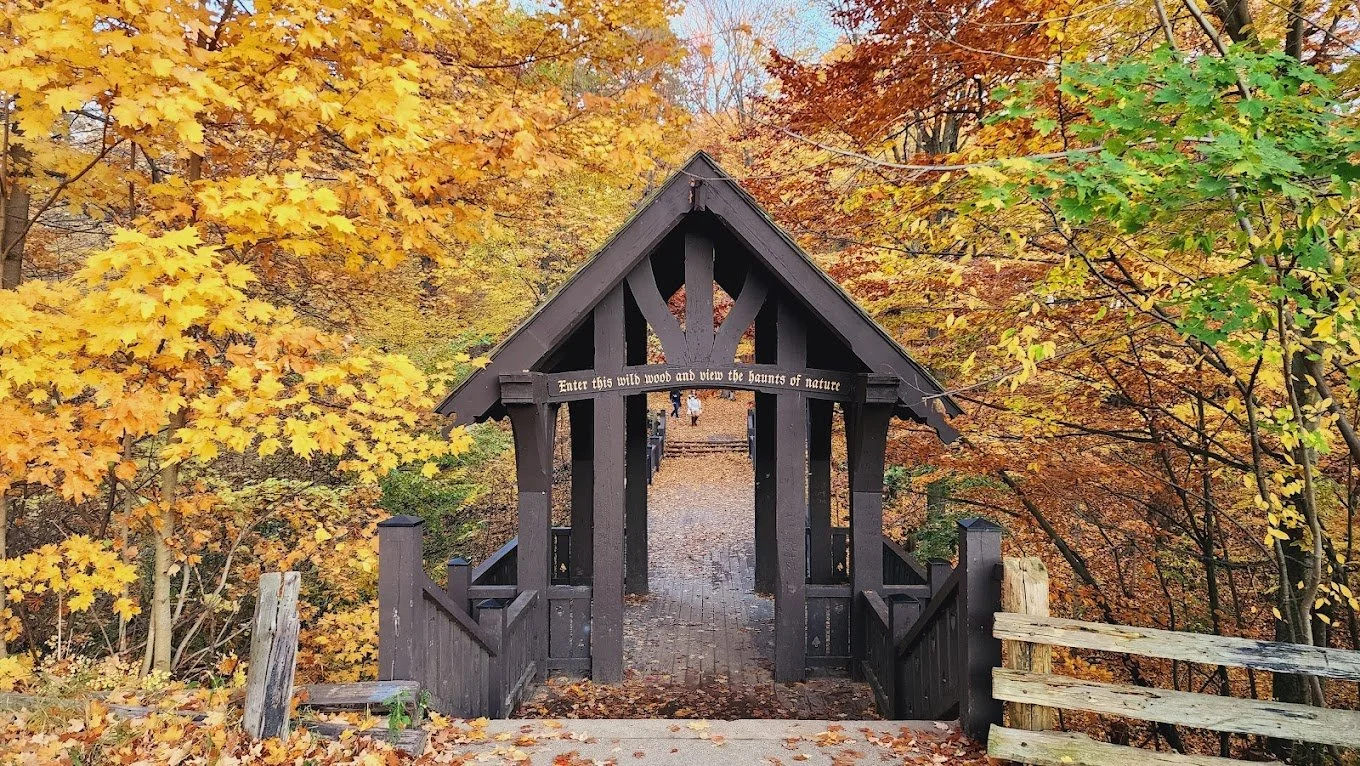 Forest Bathing Walk