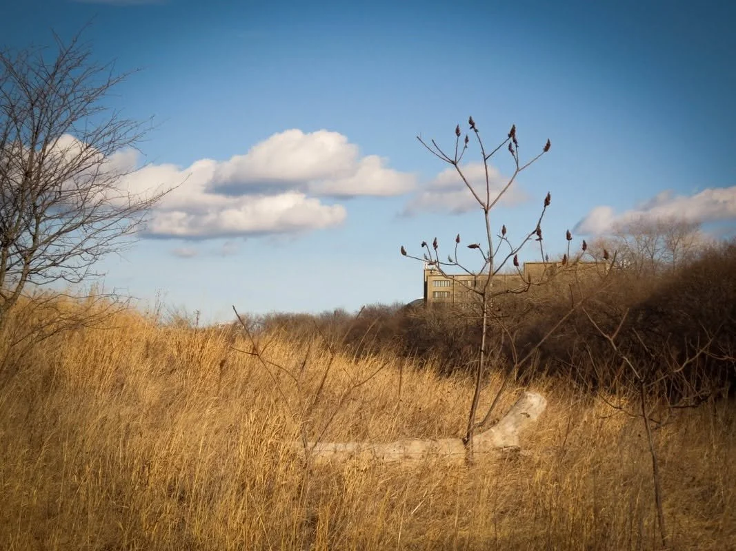 Forest Bathing Guided Walk
